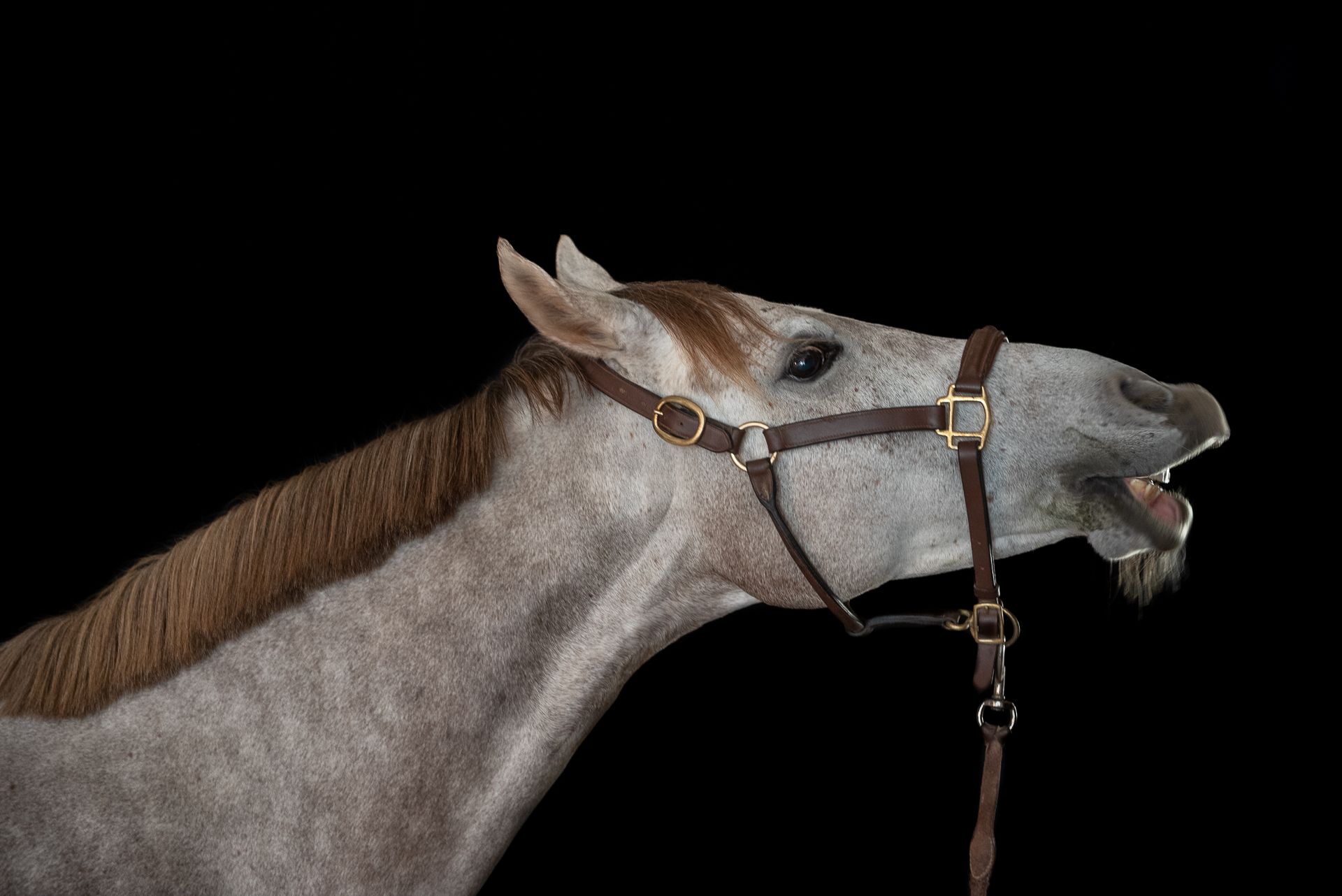 horse; equestrian; equine; domestic; portrait, Sibé
