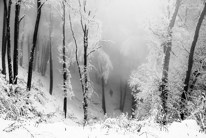 Forest, Mist, Nature, Silhouette, Winter, Serban Bogdan
