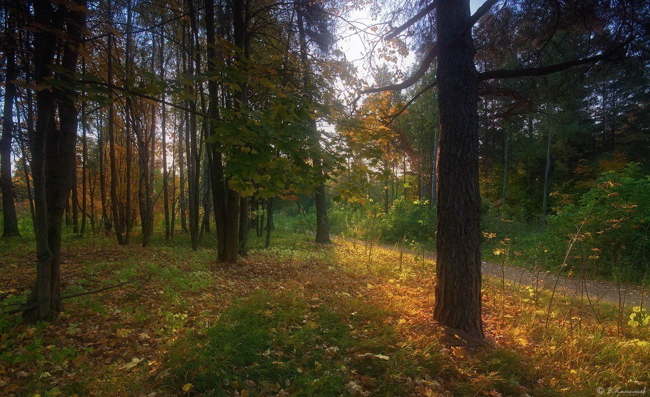 Лес, Осень, Природа, Владимир Комышев