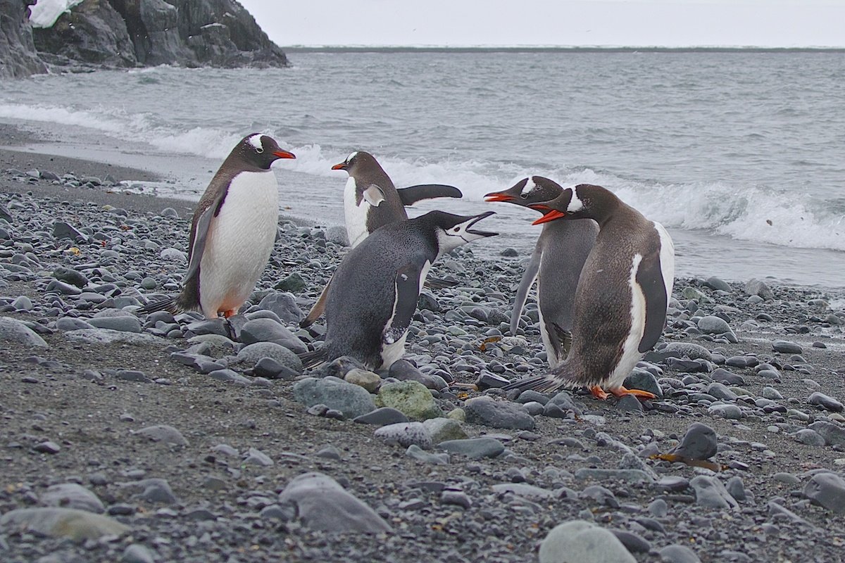 антарктика, дикие животные, пингвины  chinstrap, пингвины papua, природа, путешествие, Мазурин Евгений