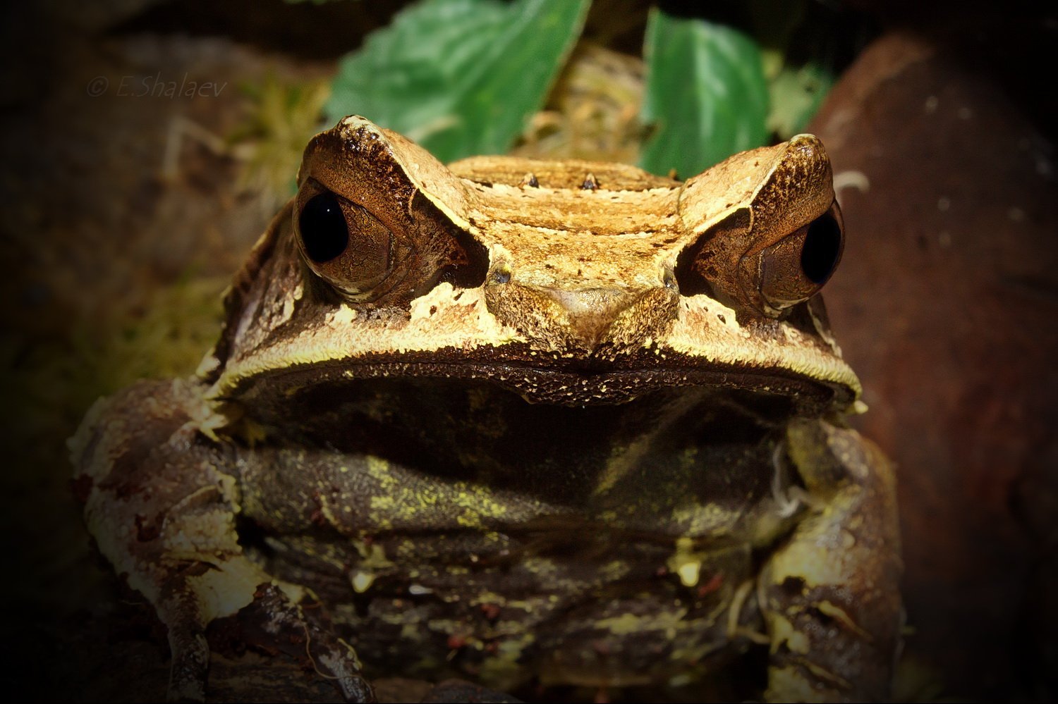 Frog, Long-nosed horned frog, Megophrys nasuta, Амфибии, Лягушка, Рогатая чесночница, Чесночница, Евгений