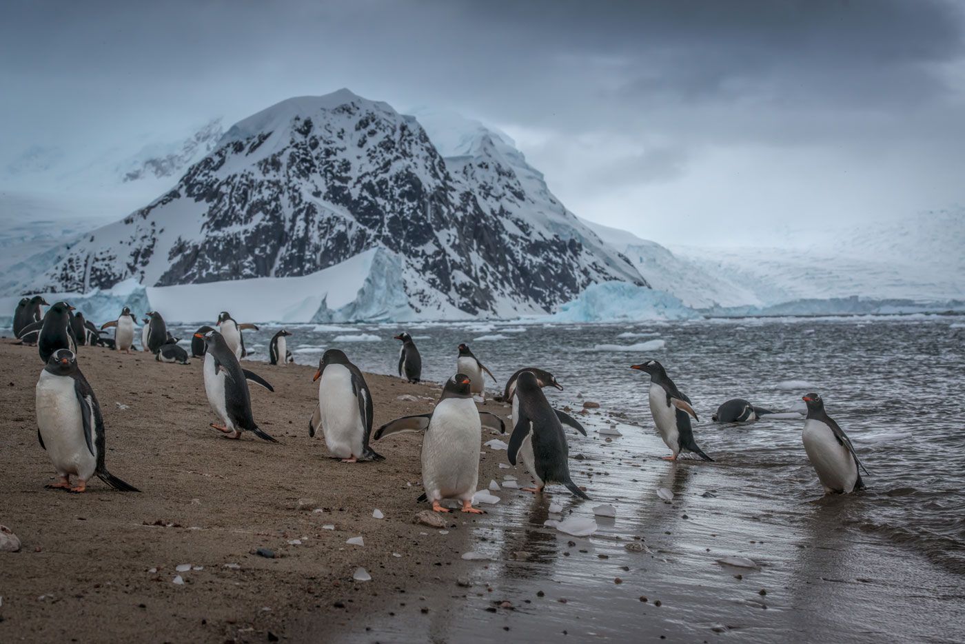 Антарктида, Животные дикие животные, Ледник, Пингвины, Путешествия, Снег, Анна Яценко