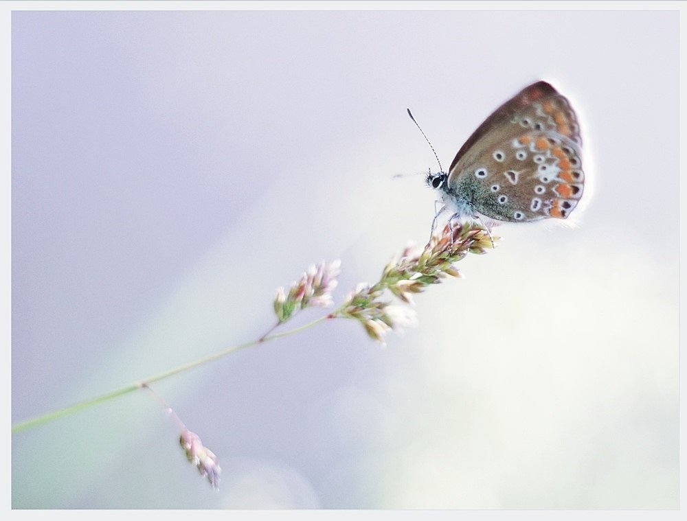 , Krzysztof Trojanowski