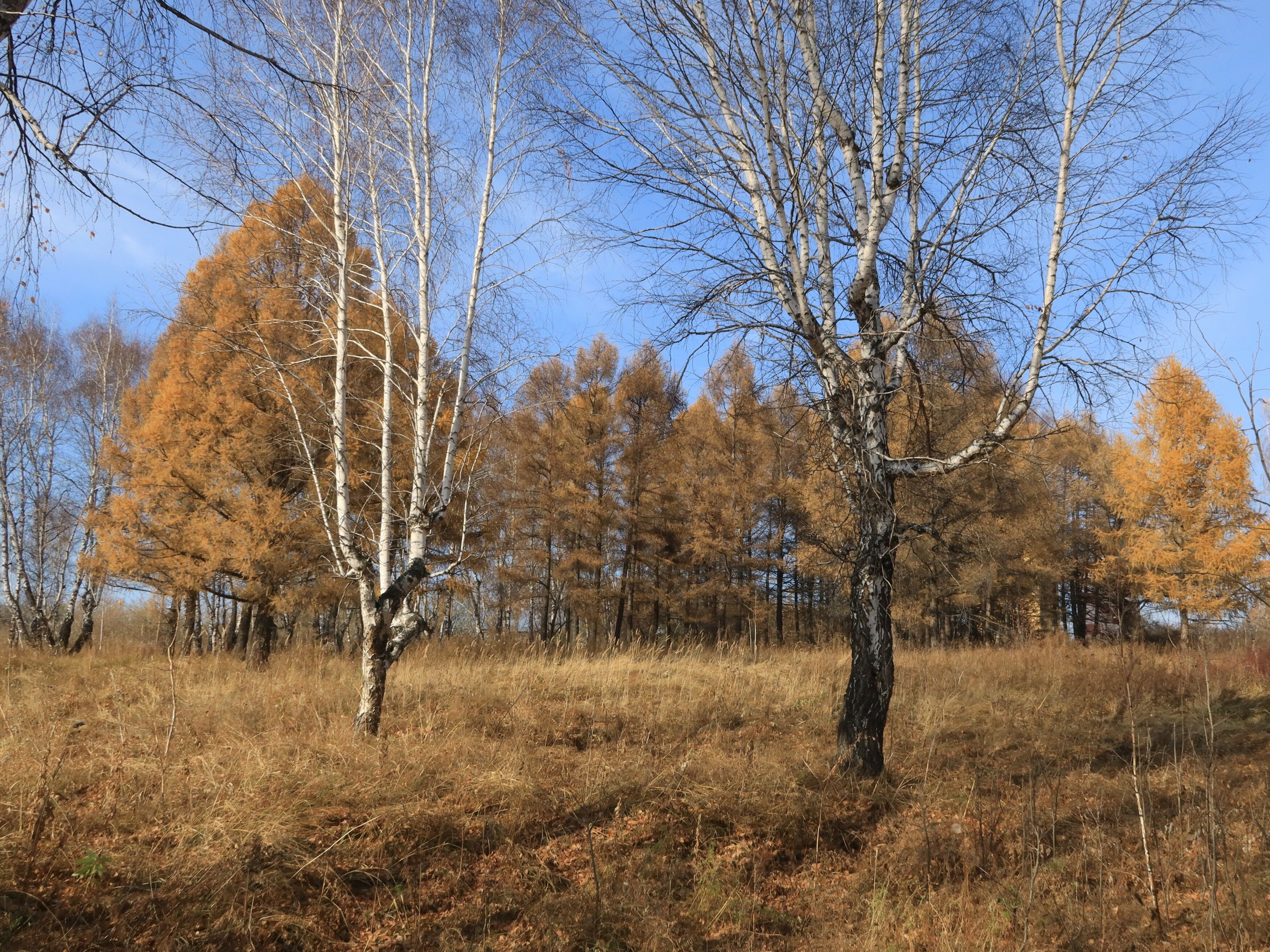 осень,природа,сибирь,деревья,берёзы.лиственницы, Козлова Галина