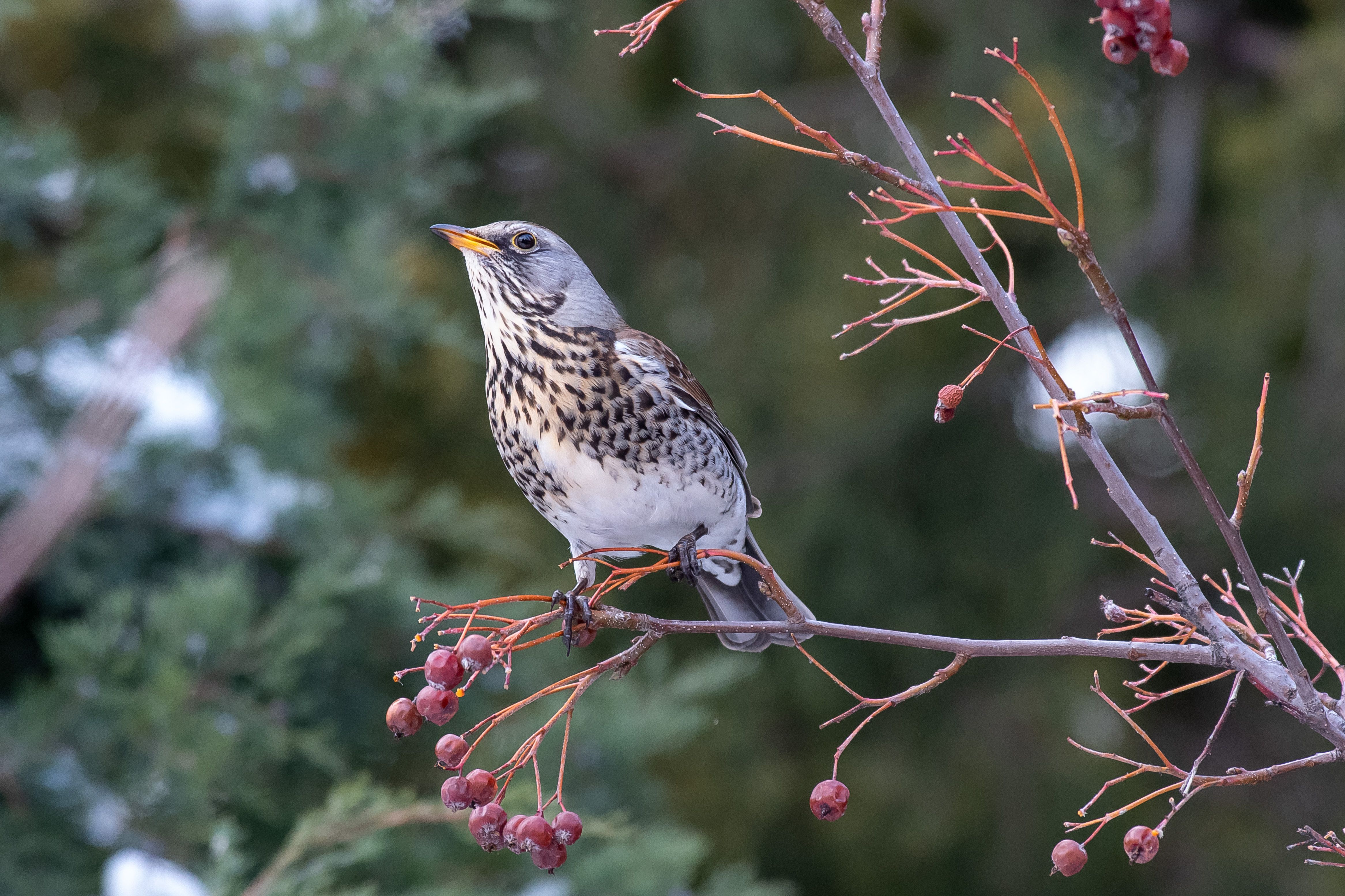 Turdus pilaris, volgograd, russia, wildlife, birdswatching, , Сторчилов Павел