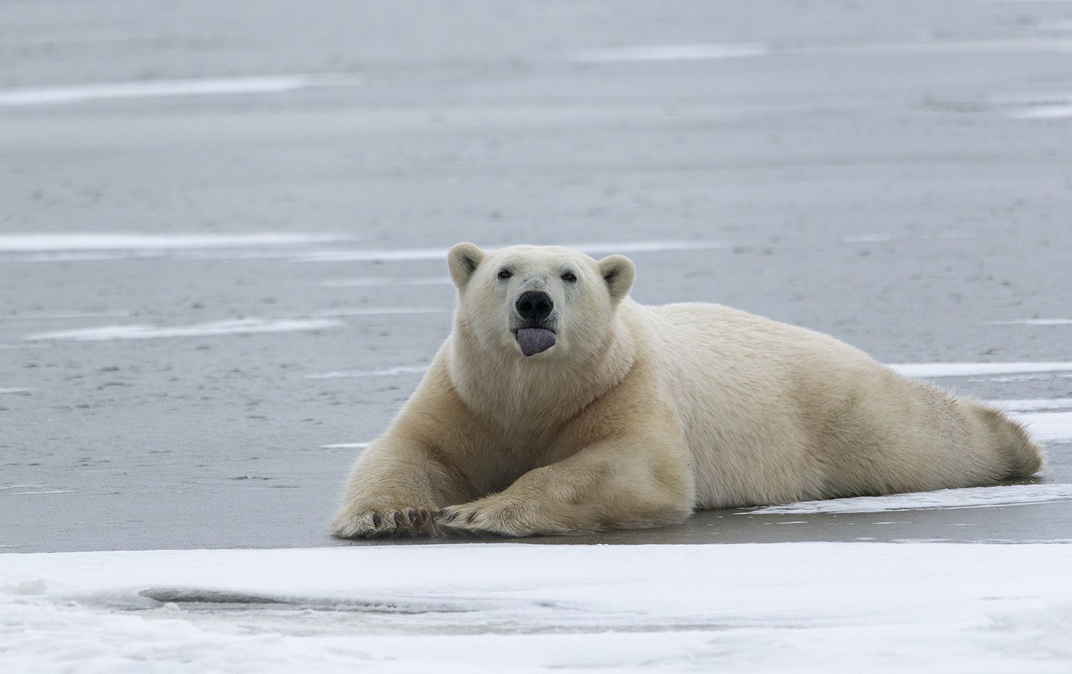 чукотка арктика медведь белый морской полярный молодой на льду, Максим Деминов