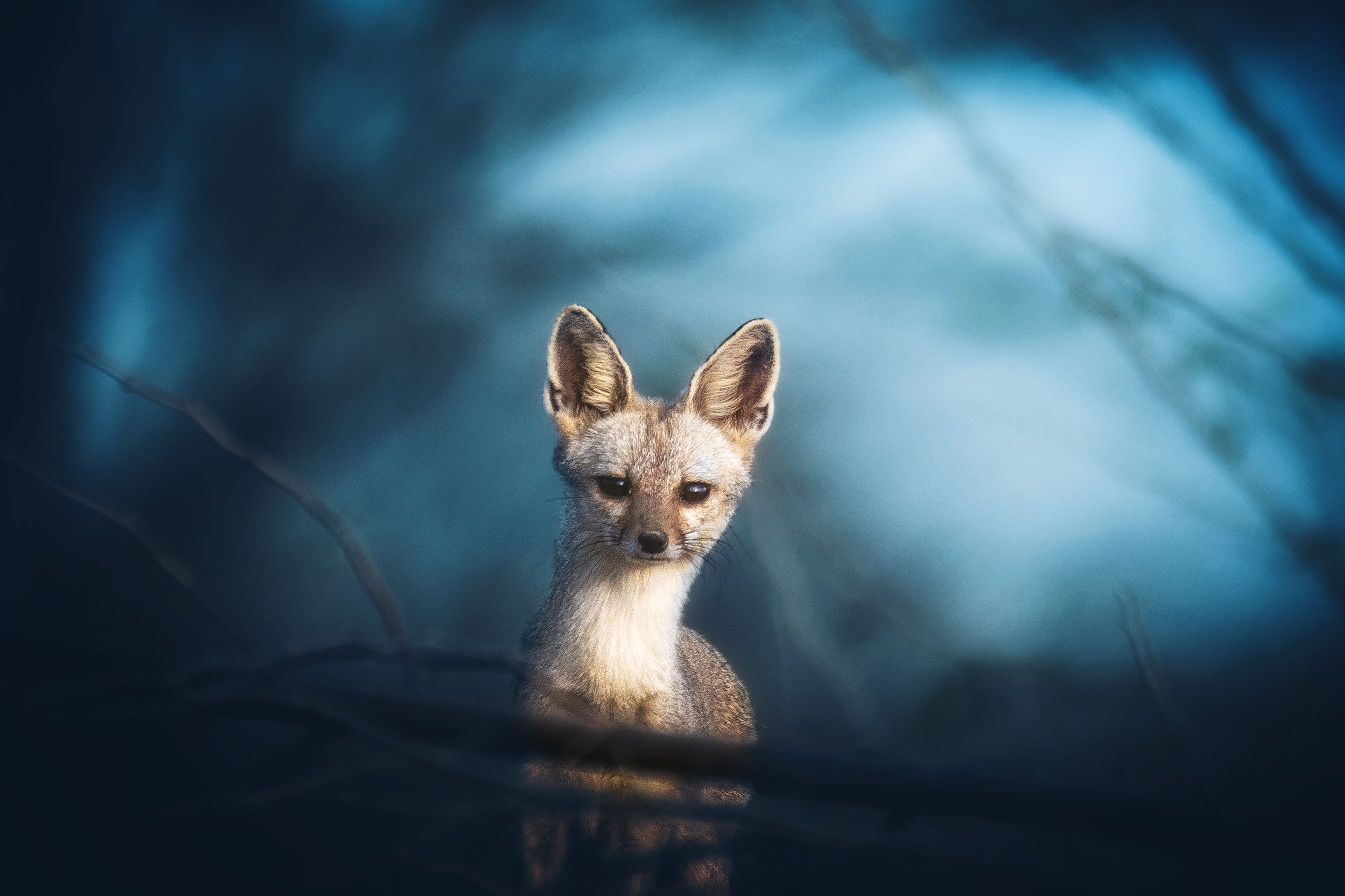 indian fox, vulpes bengalensis, grk, greater rann of kutch, nature, 35awards, 35photo, wildlife, birds, birds of india, parth kansara, parth kansara wildlife, indian wildlife, photo, photography, kutch, birds of kutch, nakhatrana, kutch wildlife,, parth kansara