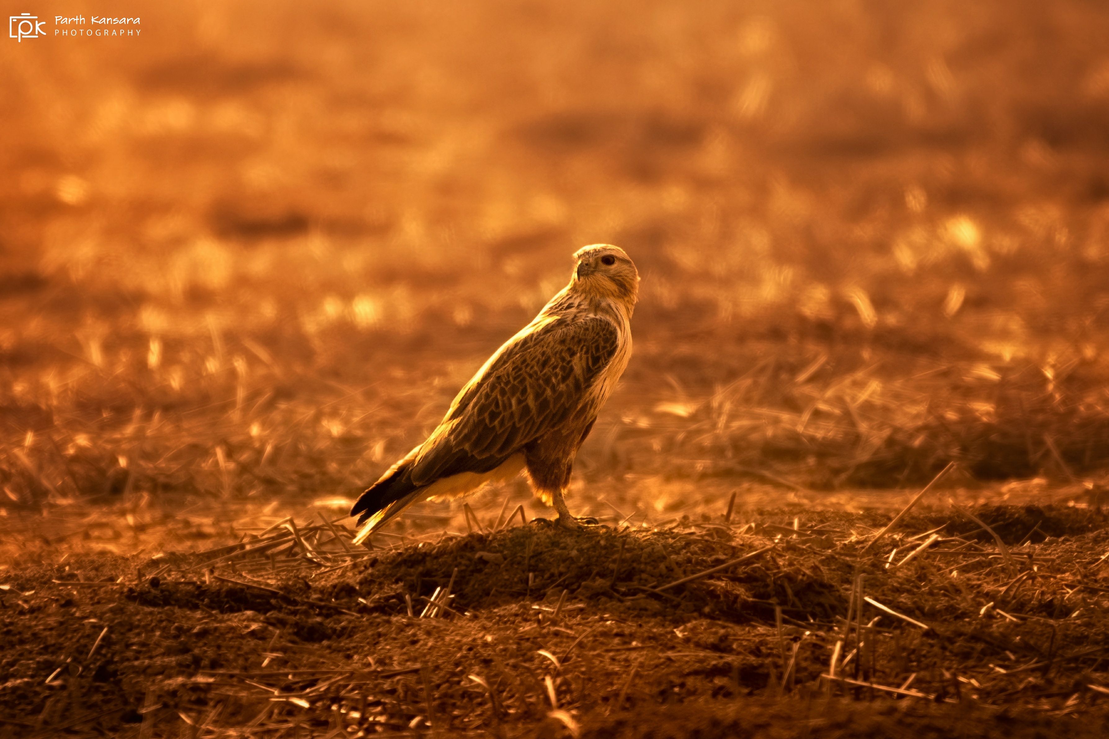 long legged buzzard, buteo rufinus, grk, greater rann of kutch, nature, 35awards, 35photo, wildlife, birds, birds of india, parth kansara, parth kansara wildlife, indian wildlife, photo, photography, kutch, birds of kutch, nakhatrana, kutch wildlife,, parth kansara