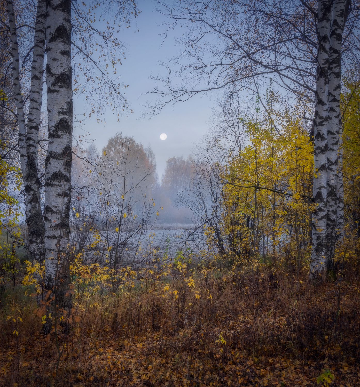 туман осень лес березы пейзаж, Сергей Буторин