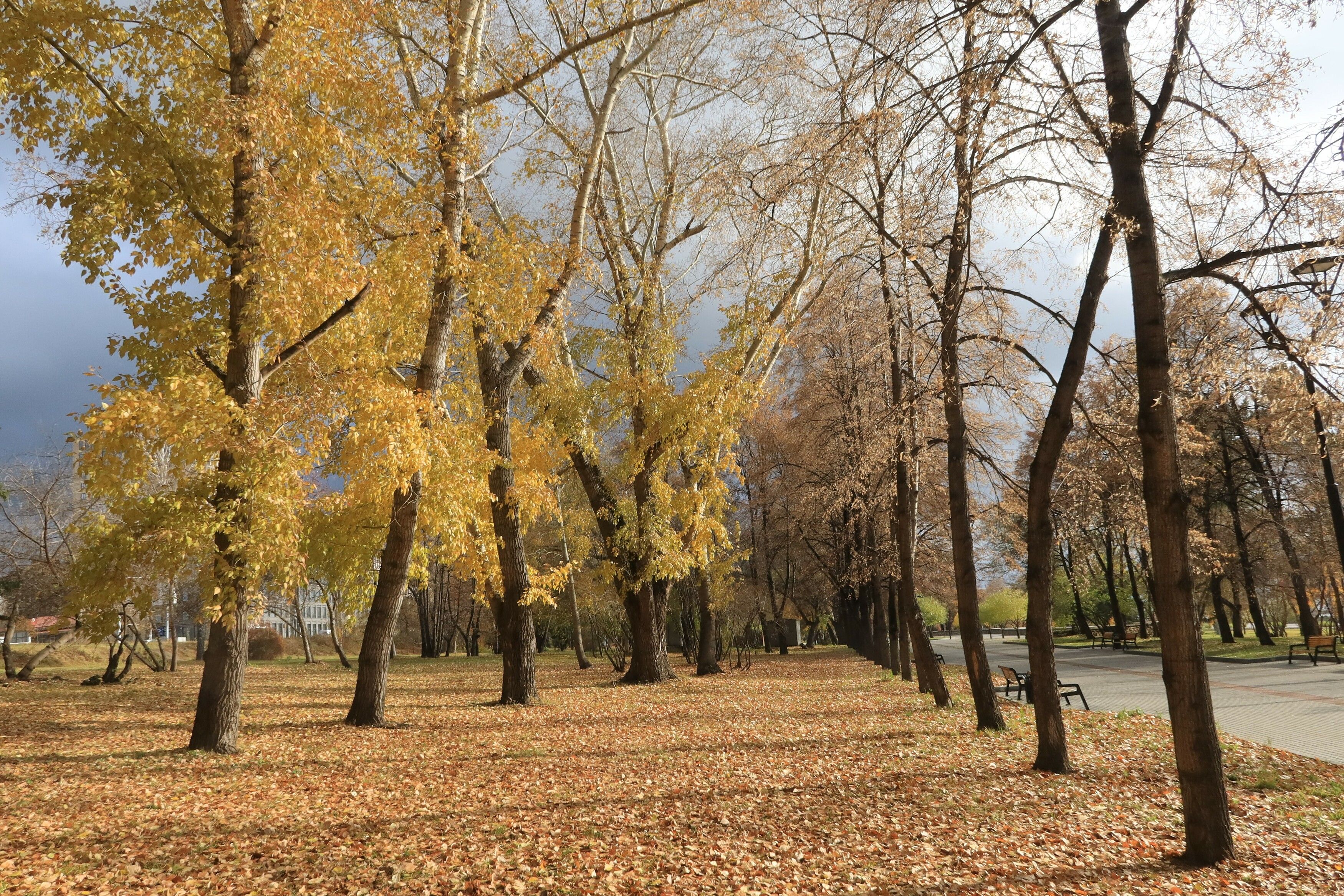 парк,осень,деревья, Козлова Галина