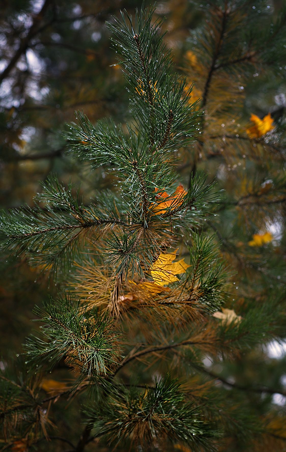осень., дерево, Vera Trandina