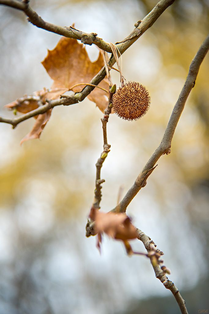 autumn, close-up, color, colors, color image, macro, nature, photography,, Dr Didi Baev