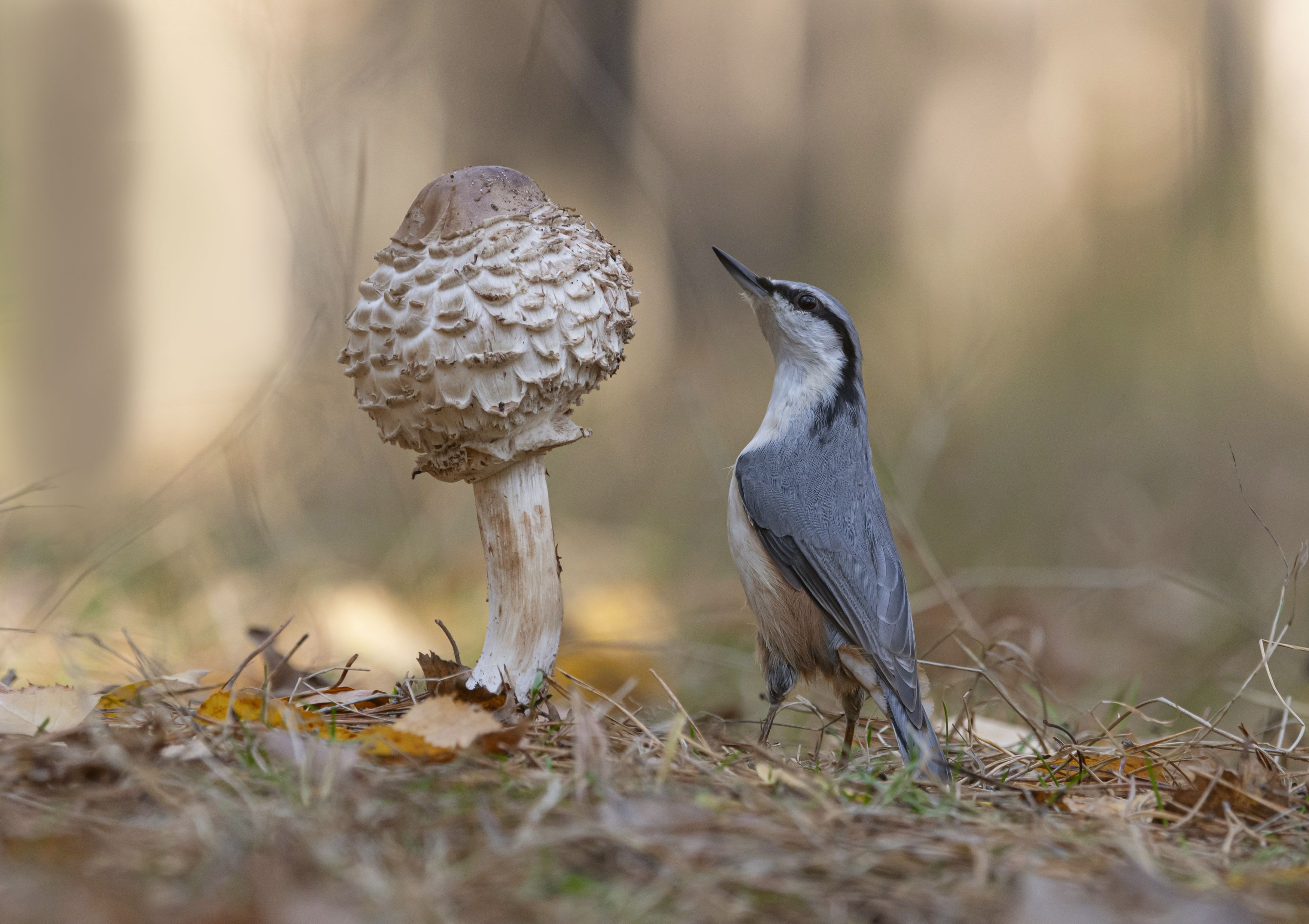 птицы,природа, осень, Андрей Киселёв