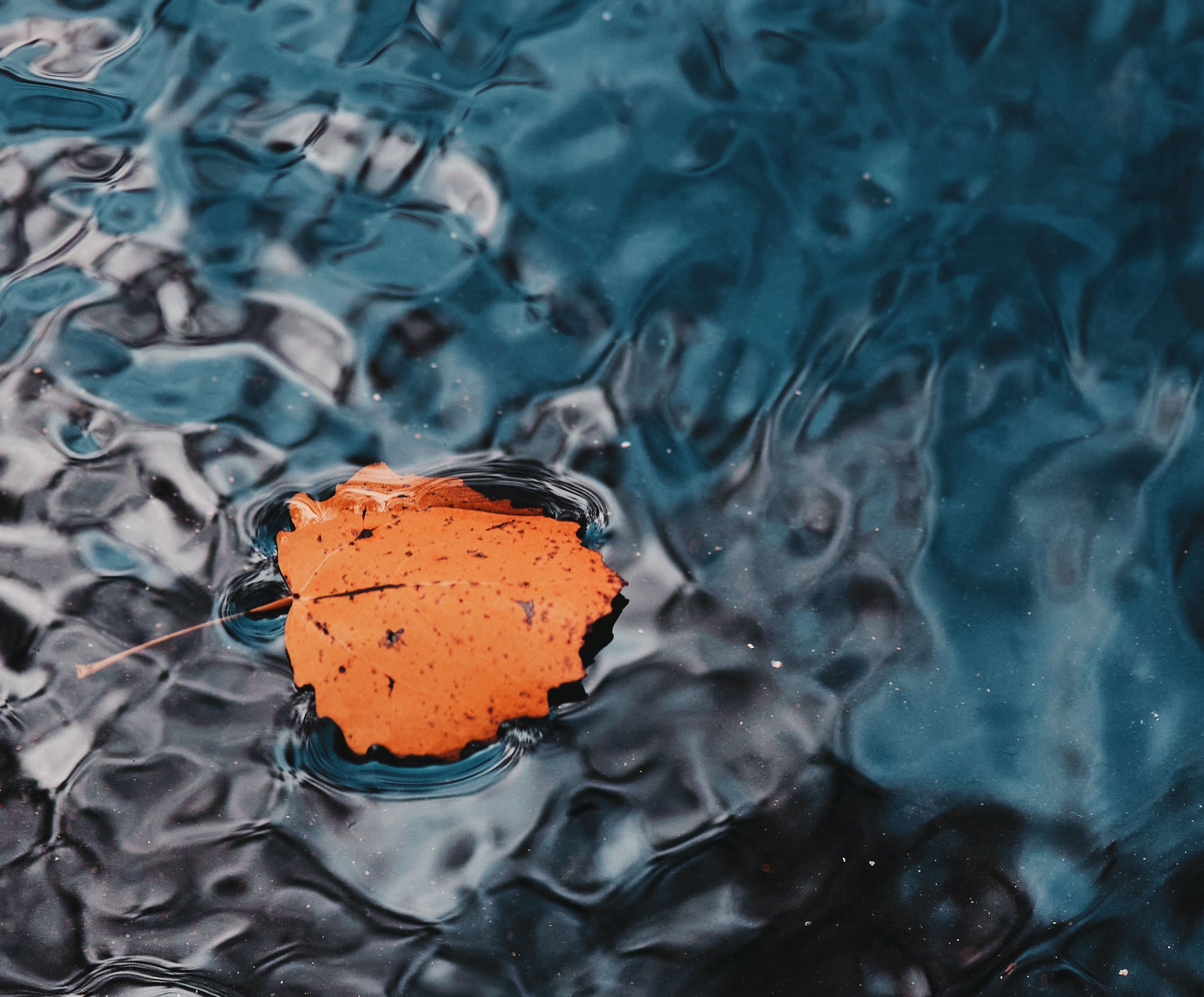 природа лист вода осень, Виктор Бабинцев