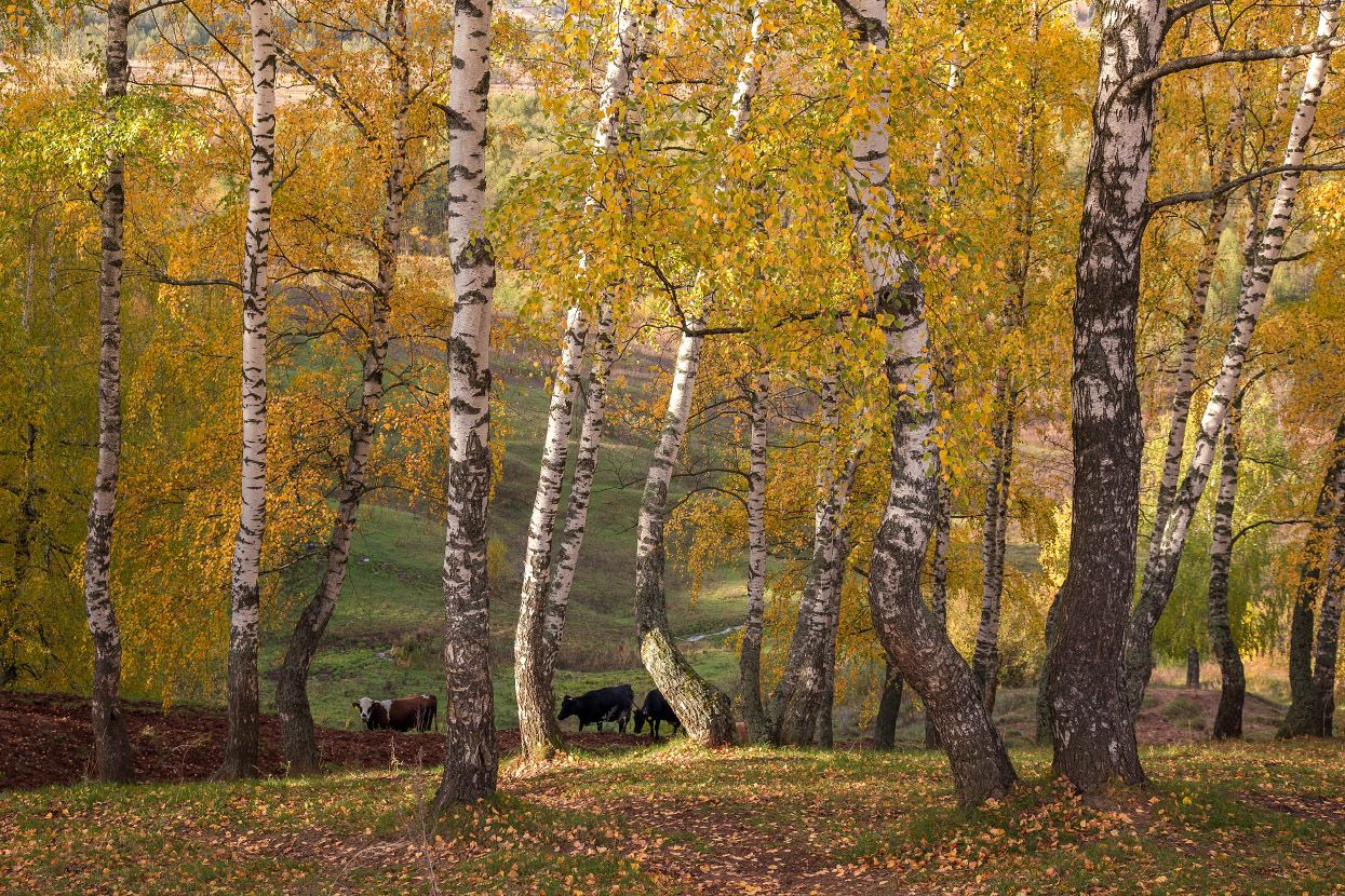 быковка осень октябрь березы стадо коровы, Дмитрий Алексеев