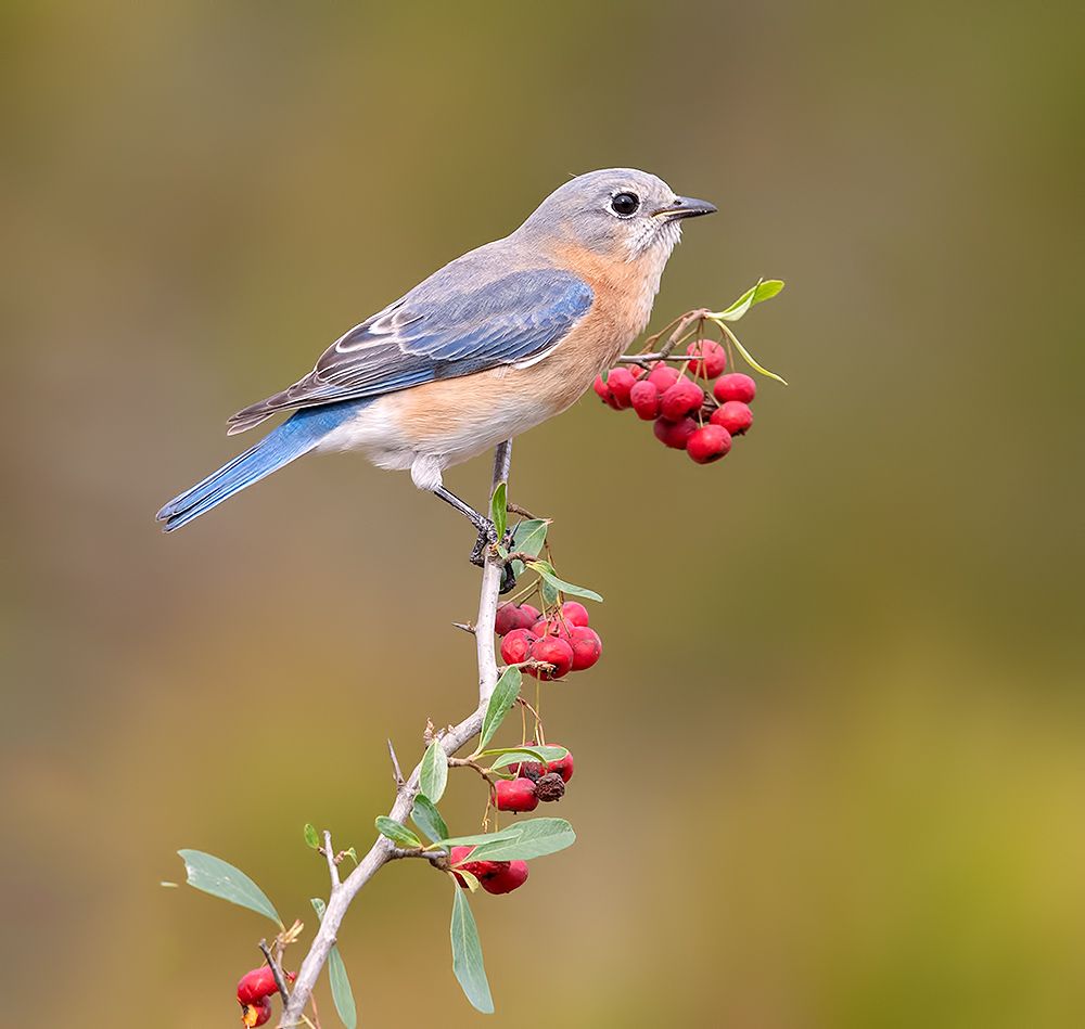 восточная сиалия, eastern bluebird,bluebird, Etkind Elizabeth