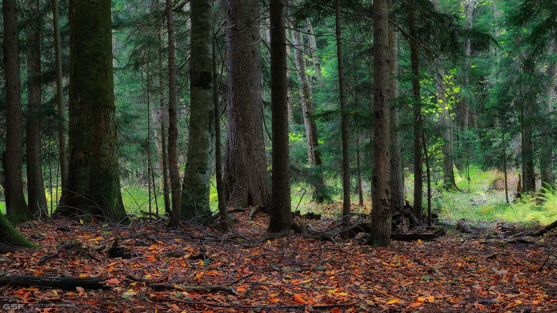 осень природа лес пейзаж, Serj Master