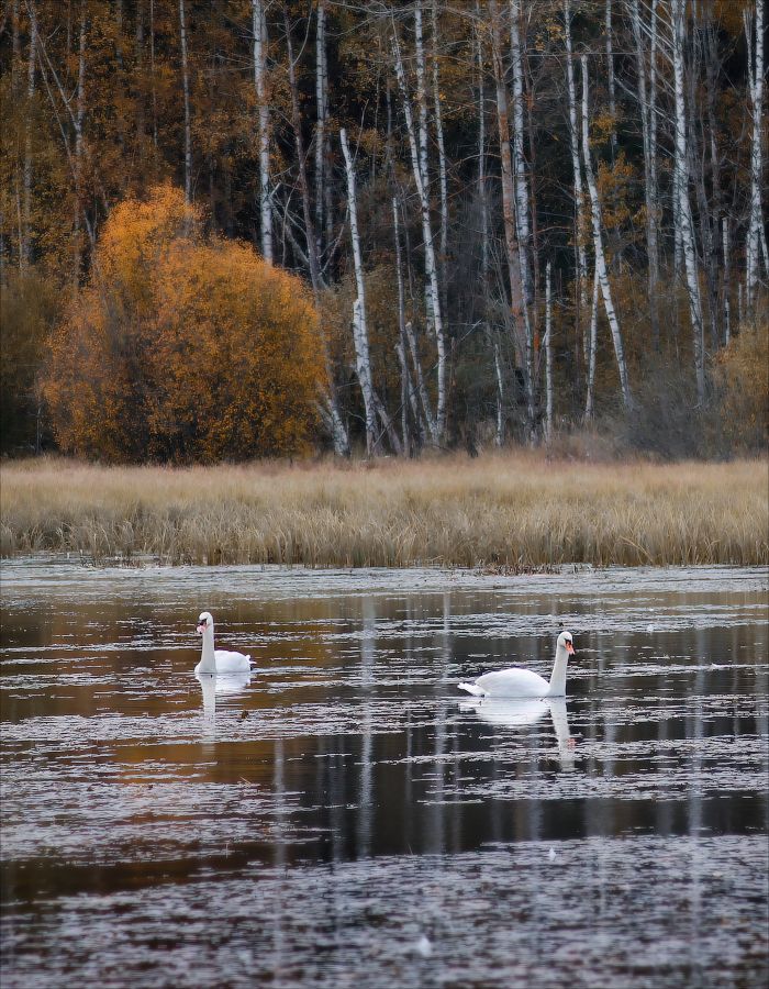 озеро, осень, лес, лебеди,, Сергей Шабуневич