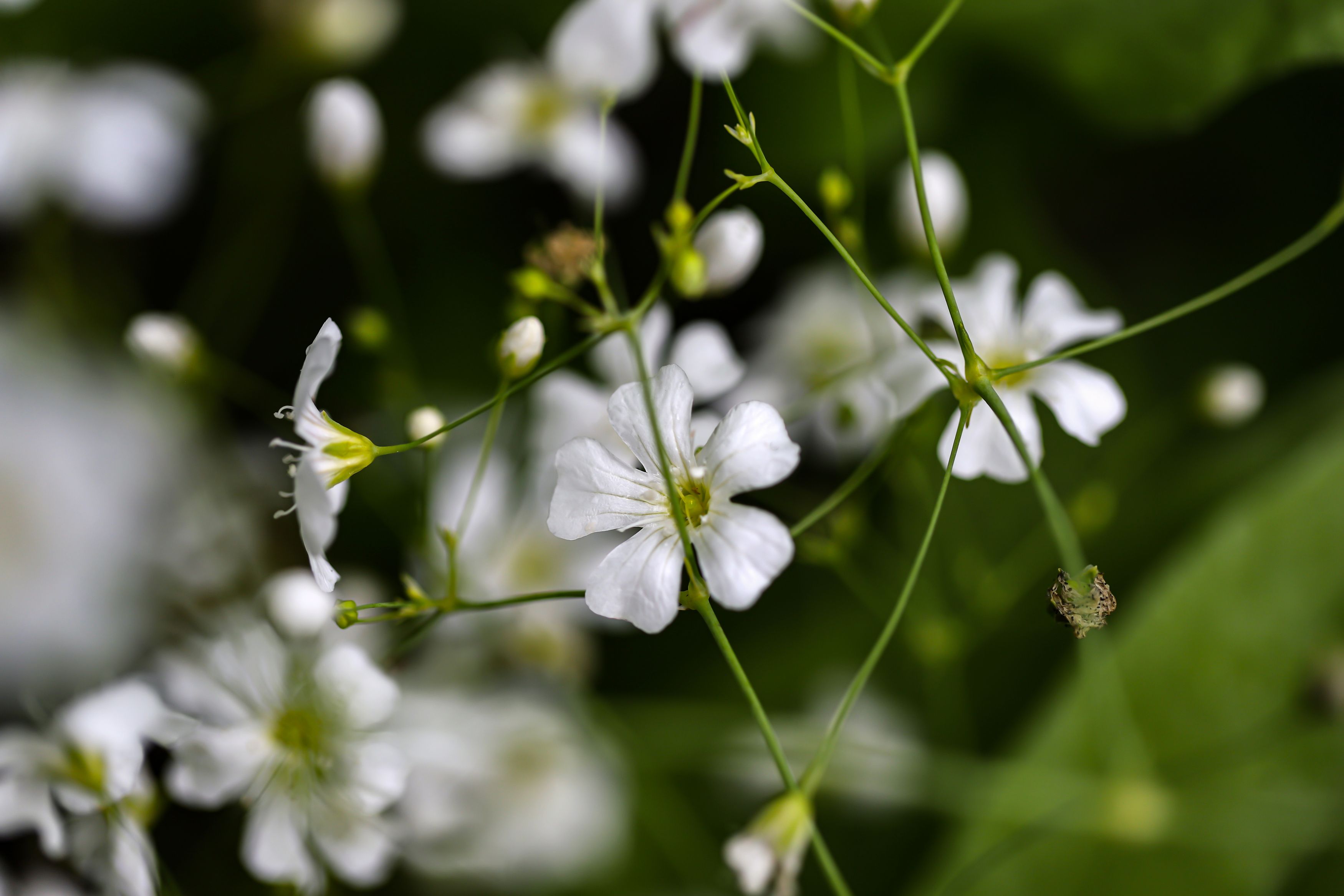 white, small, meadows flowers, makro, DZINTRA REGINA JANSONE