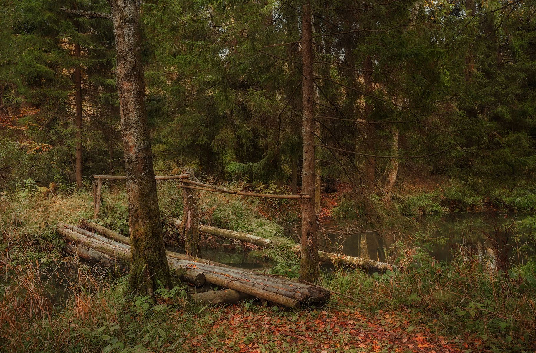 осень, мост, лес,  Ольга