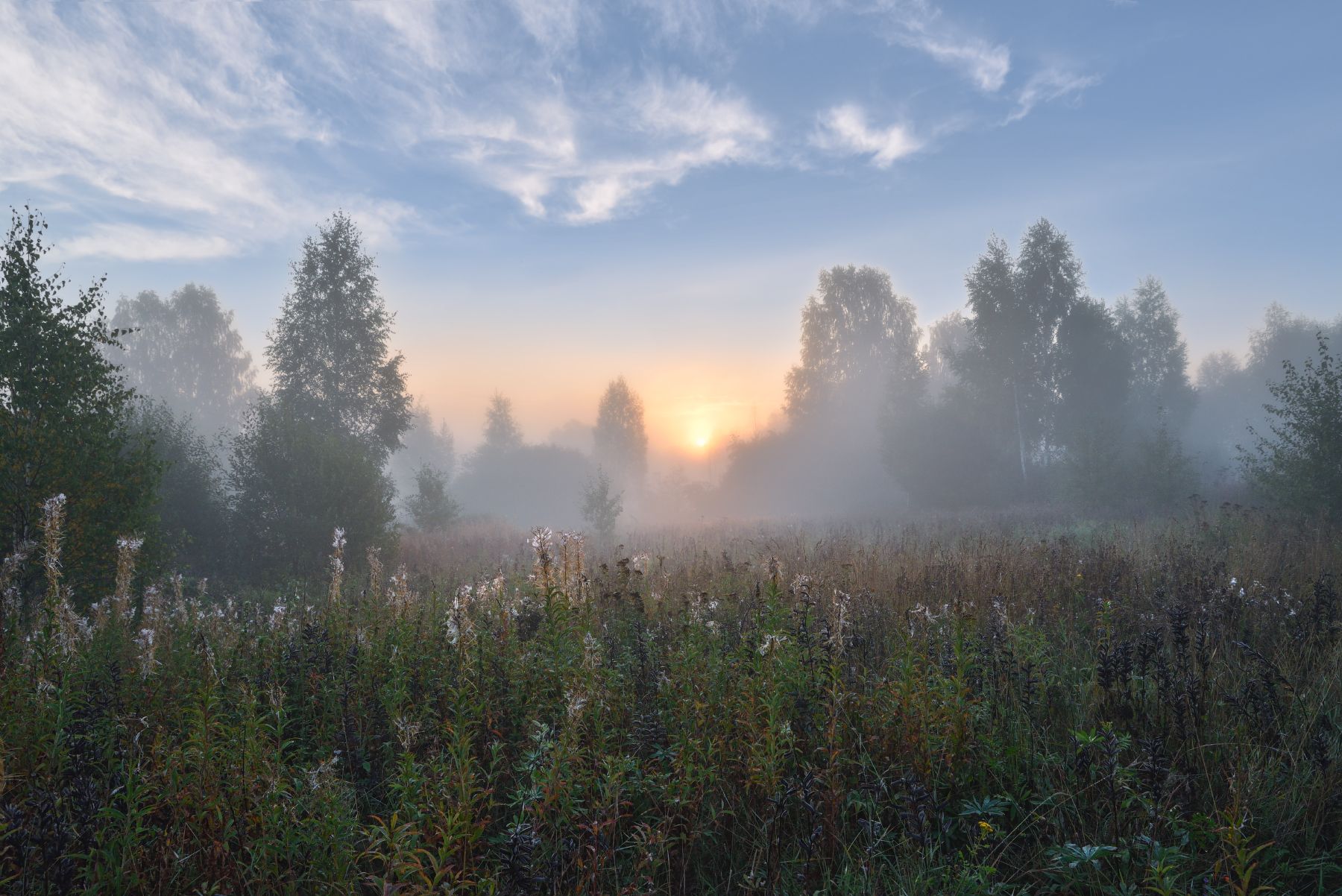 утро,рассвет,туман,солнце,деревья, Виталий Полуэктов