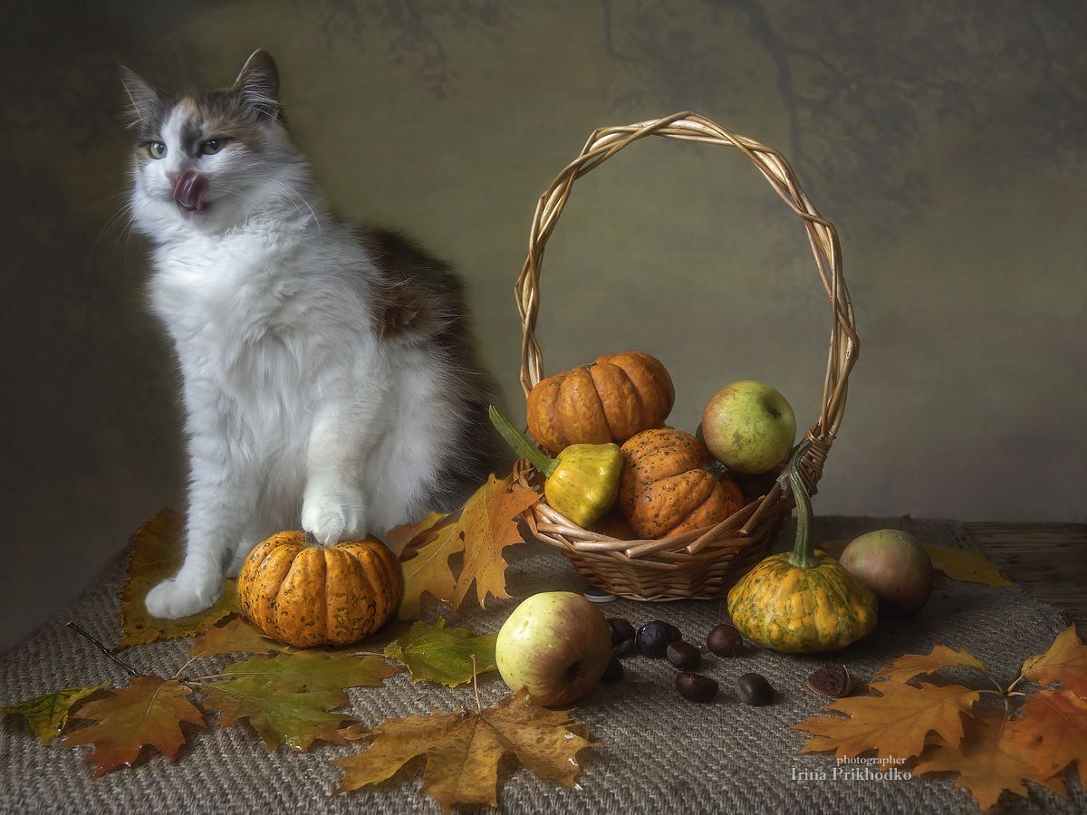 натюрморт, осень, плоды, тыквы, кошка, домашние животные, котонатюрморт, Приходько Ирина