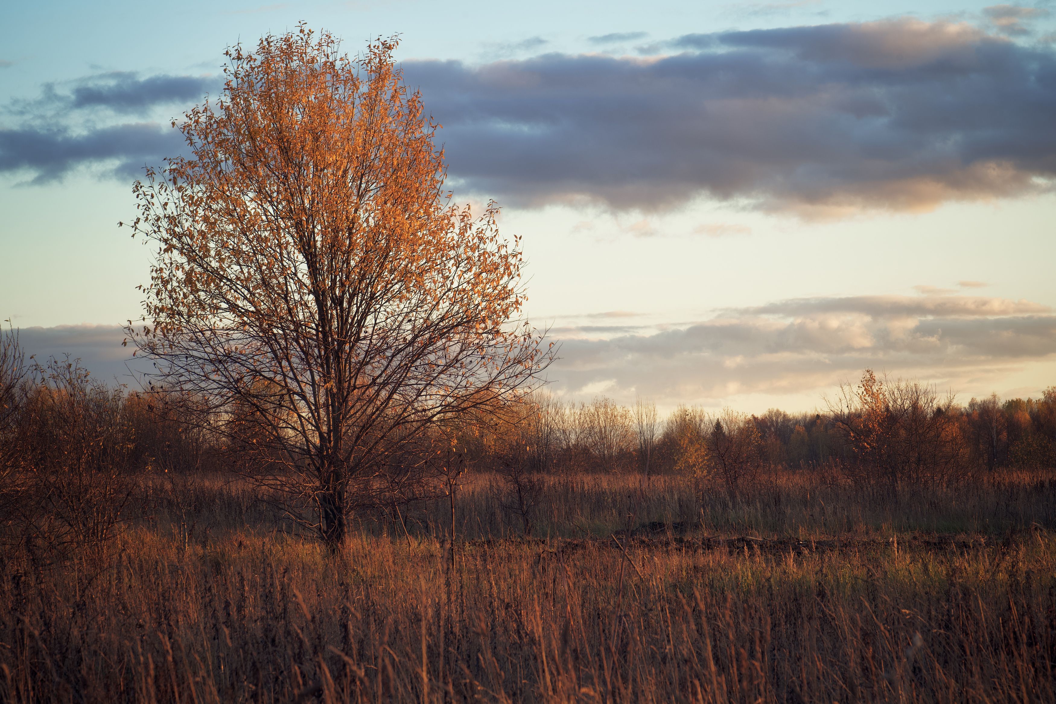 осень, autumn, пейзаж, landscape, поле, закат, sunset, спокойствие, дерево, облака, Gleb Kolobaev