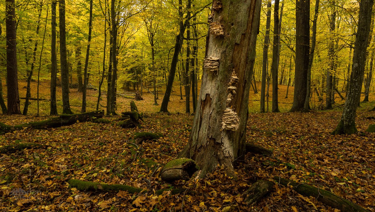 forest,woods,woodland,landscape,autumn,autumnal,tree,trees,, Photo Visions