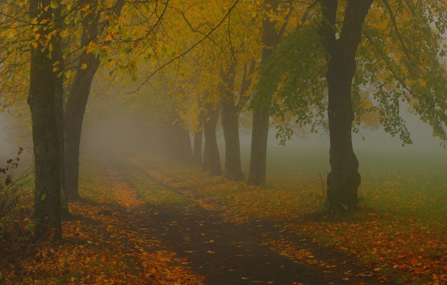осень листва утро туман, Александр Жарников