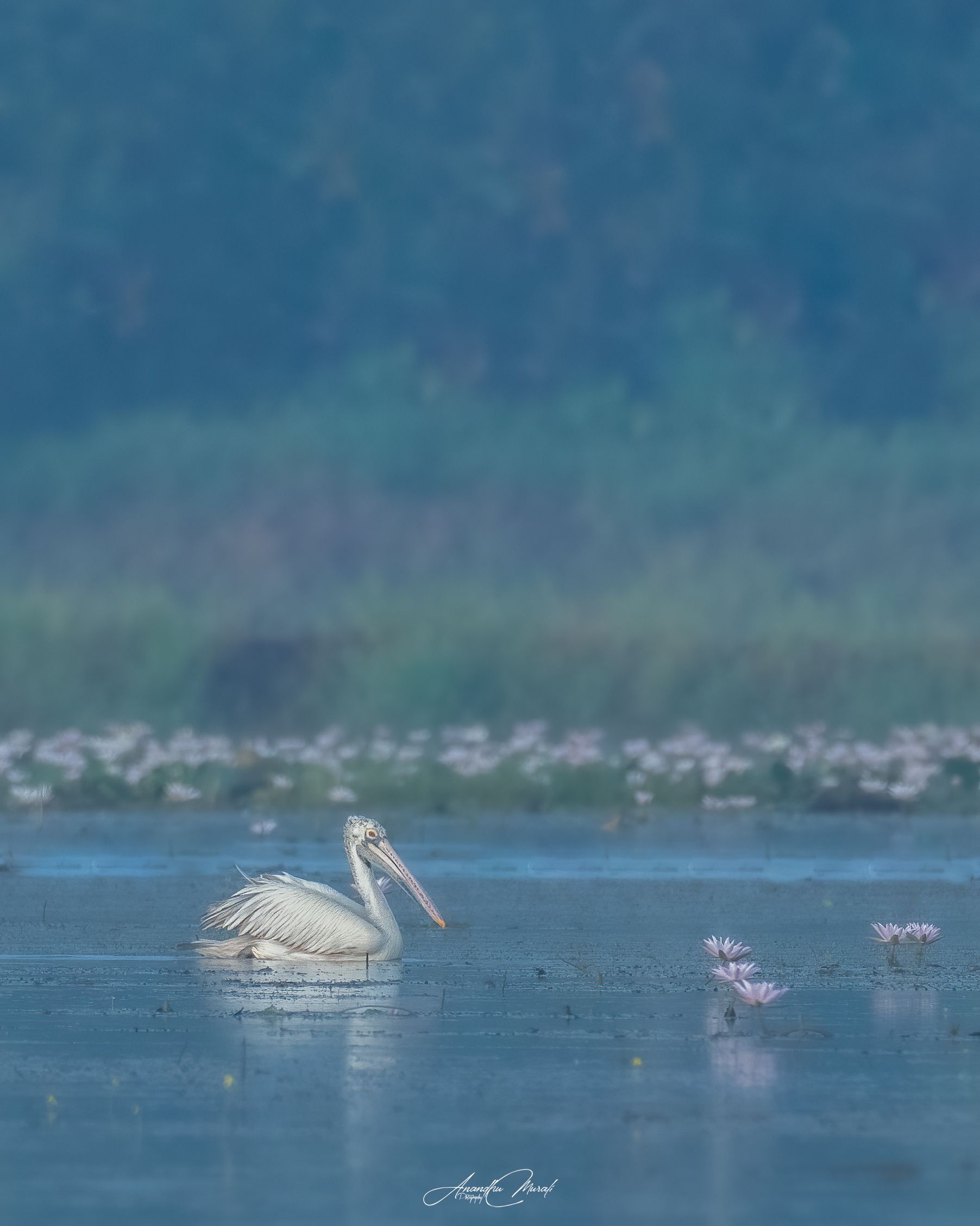 Birds pelican kerala india birdphotography wildlife, Anandhu M
