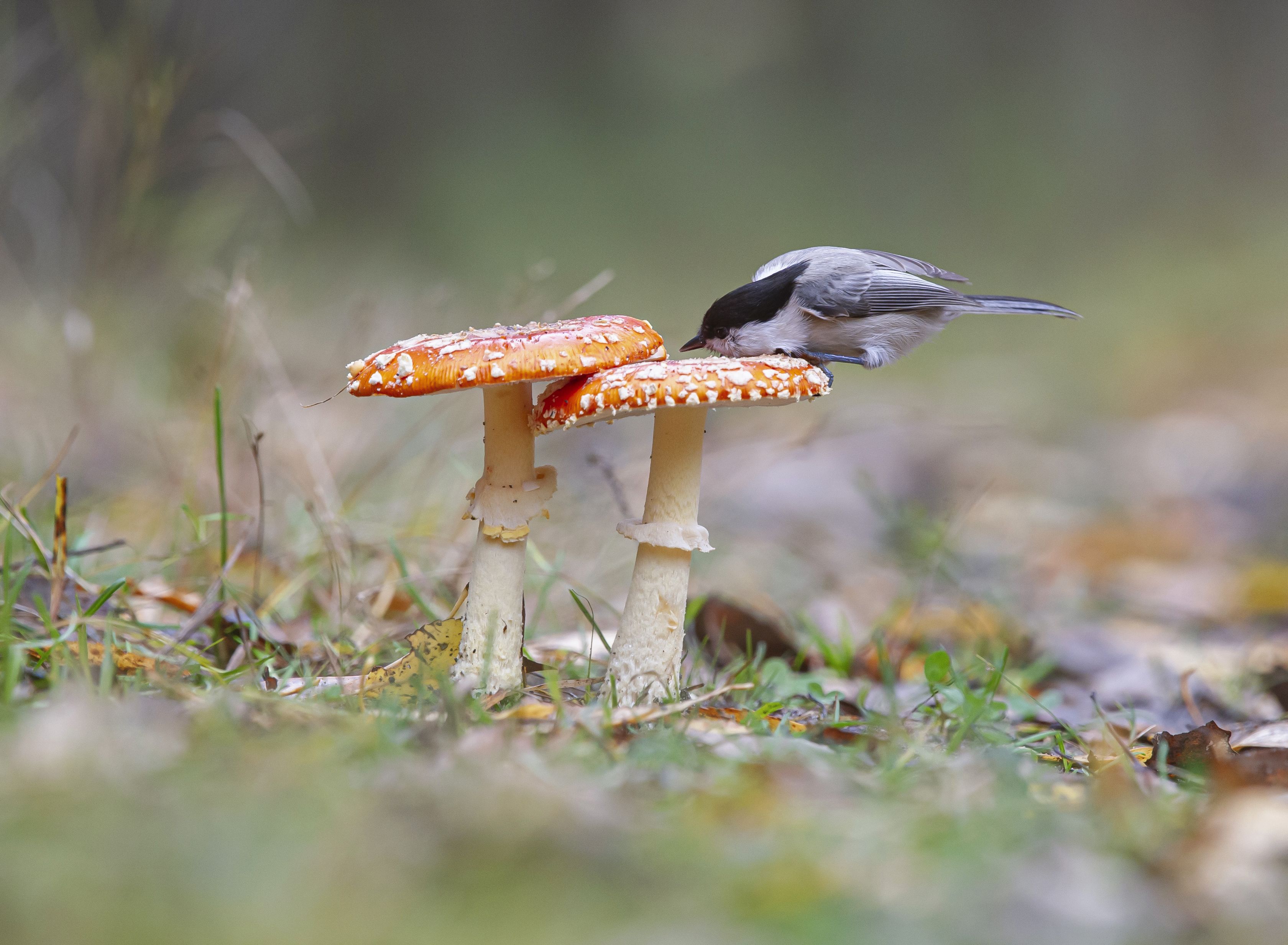 гриб,природа, осень,лес,птицы, Андрей Киселёв