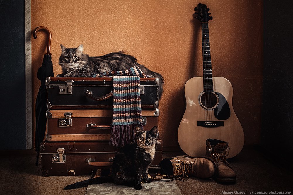 boots, cat, guitar, scarf, still life, suitcase, umbrella, Алексей Гусев