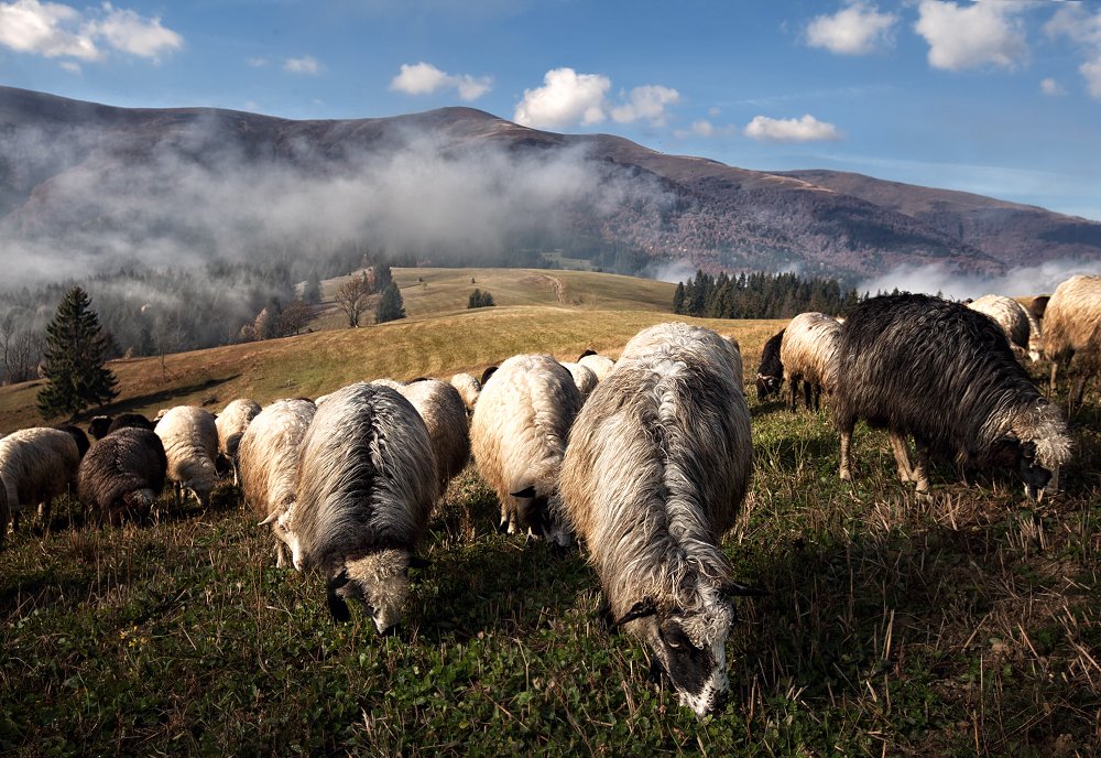 овца, sheep, Скалин Алексей