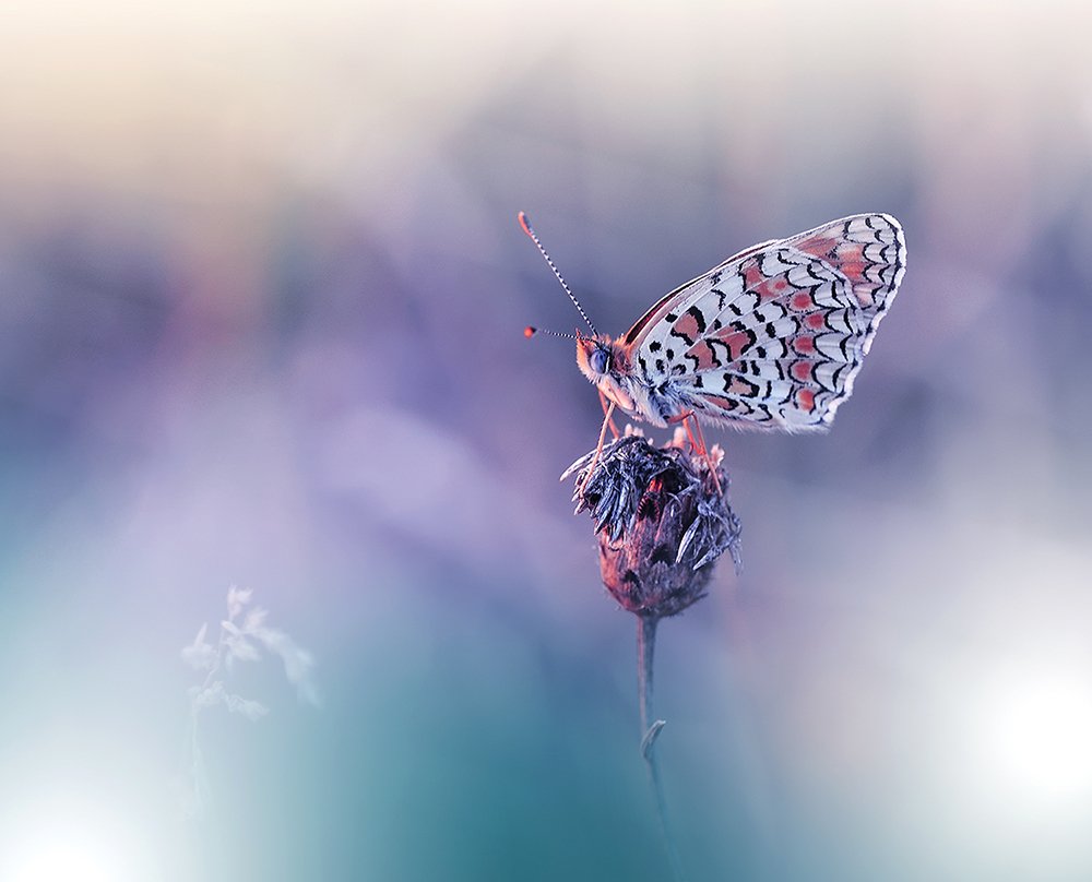Butterfly, Close-up, Macro, Nature, Nikon, Juliana Nan
