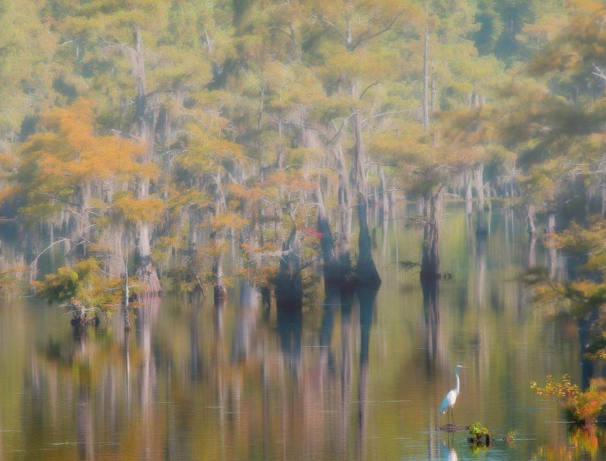 black bayou lake, usa, болота, лес, сша, Elizabeth Etkind