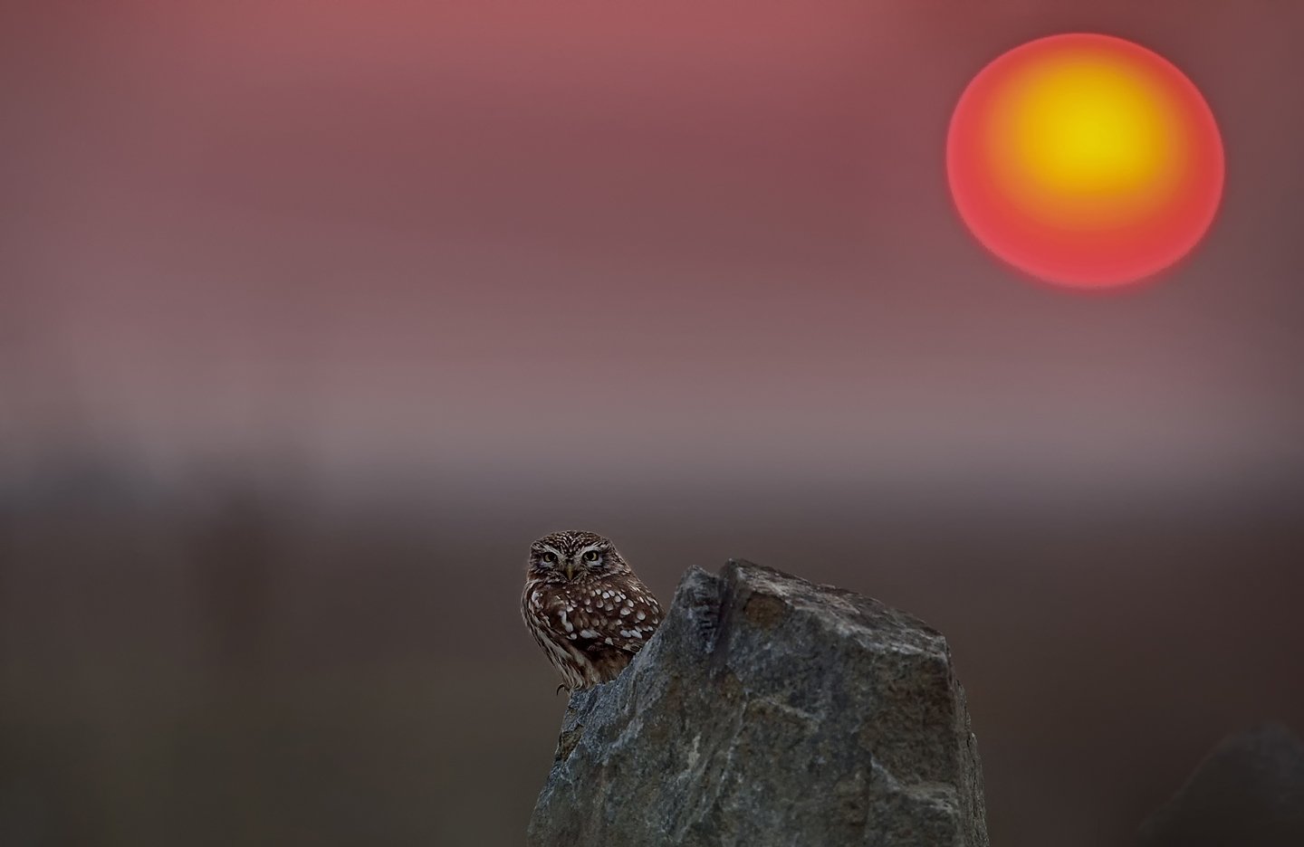 Owl & Sunset, KIM SUK EUN