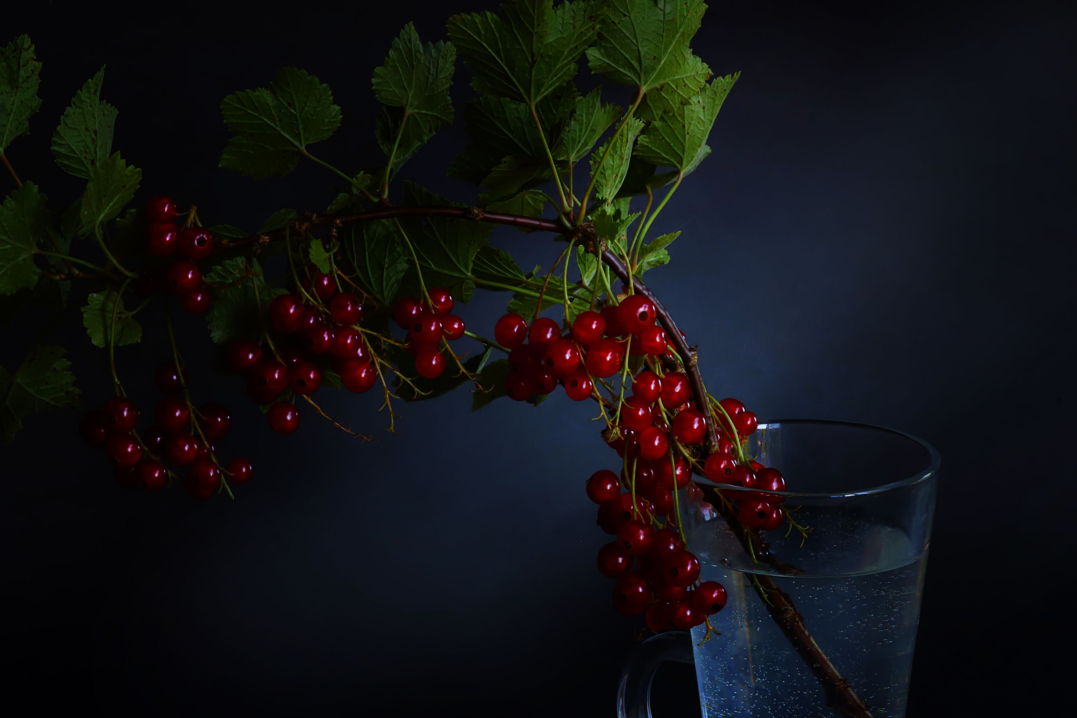 red berries,  blue vase,  black background, still life, nature, DZINTRA REGINA JANSONE
