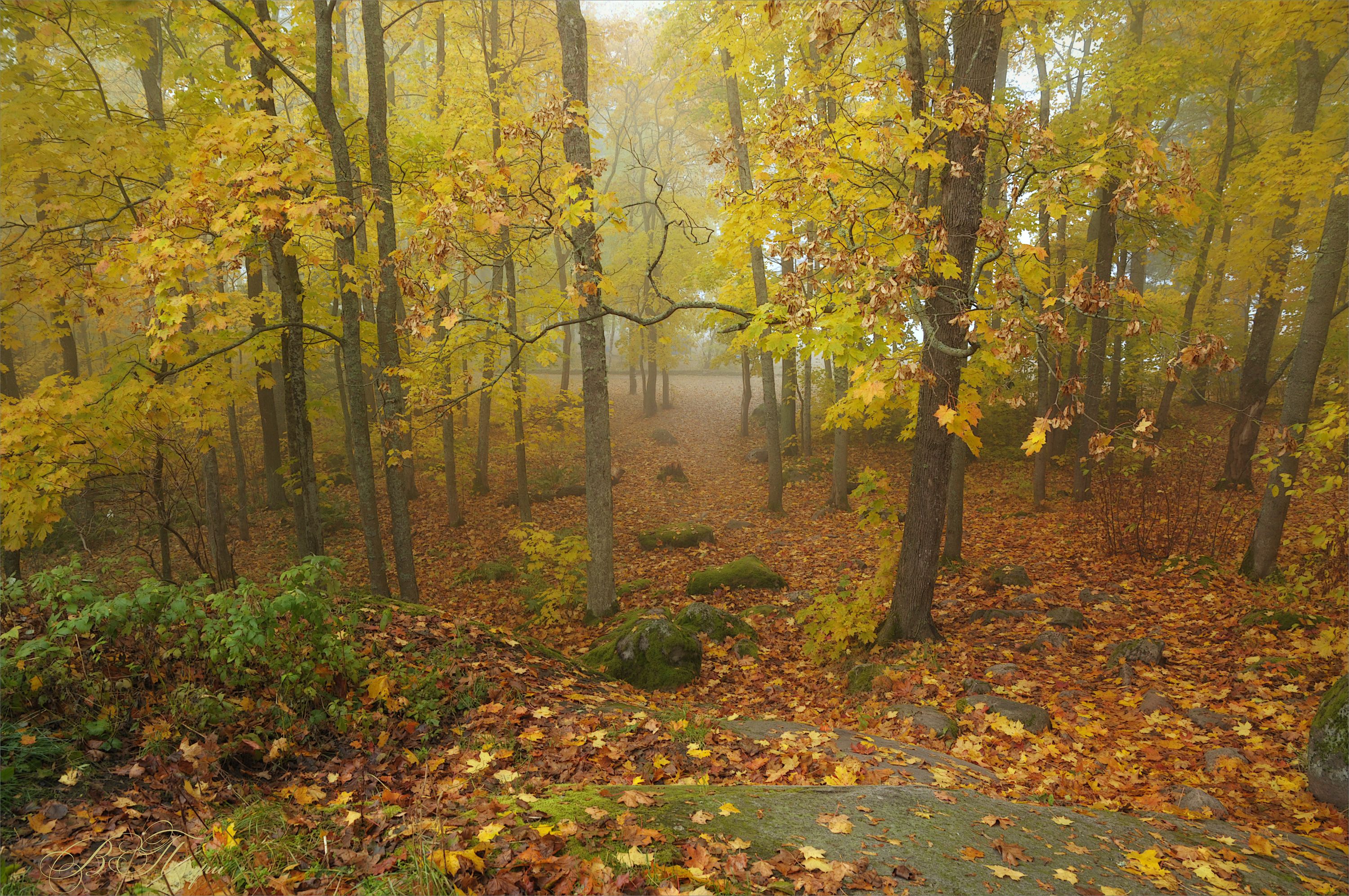 лес опавшие листья камни, Вера Петри
