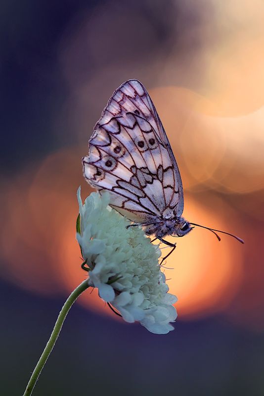 макро, природа, насекомые, бабочка, вечер, закат, боке, цветы, Sokolova Tatiana