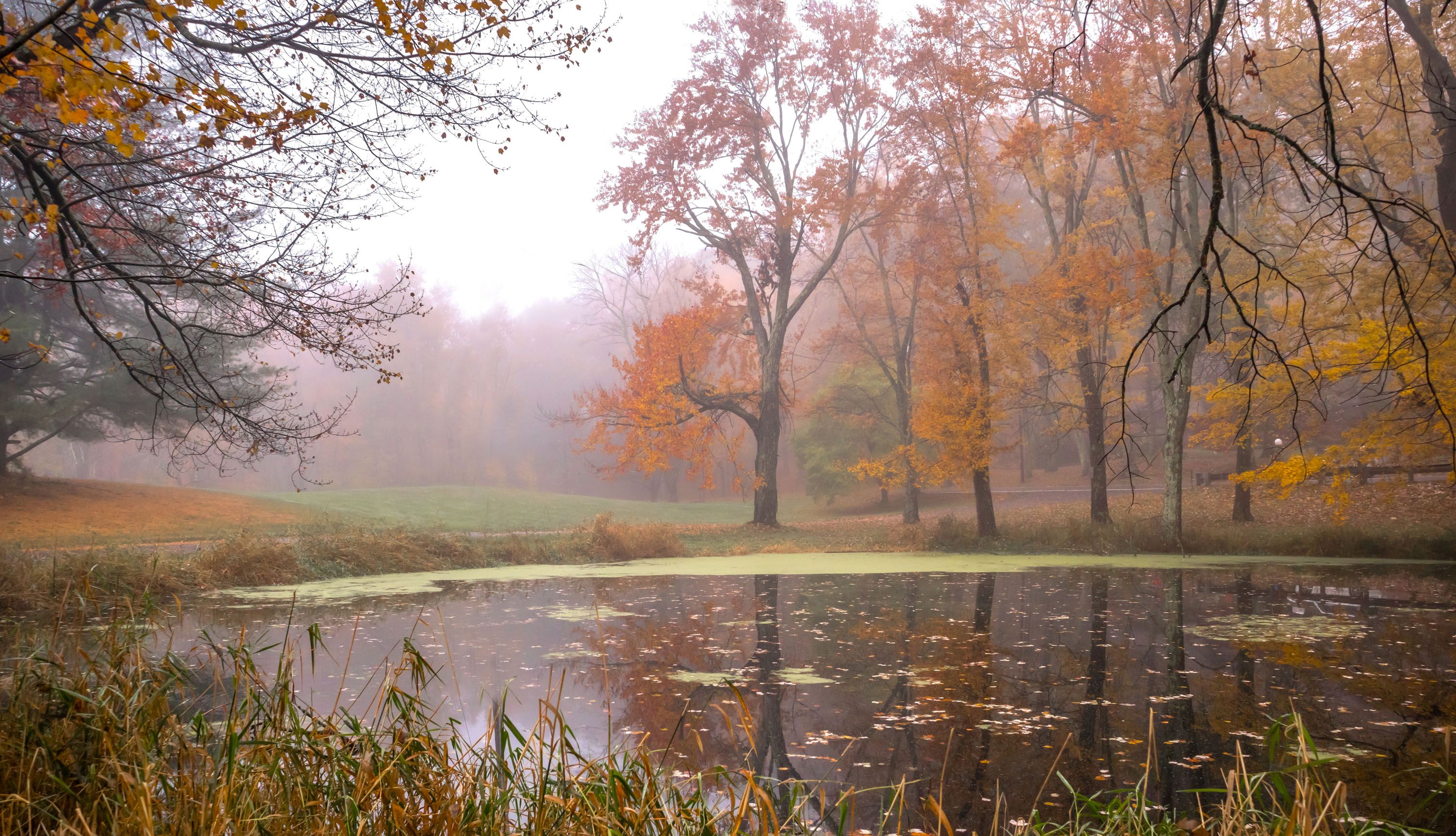 природа,осень,пейзаж,деревья,отражения,озеро,вода,листья,туман,пруд,, Антонина Яновска