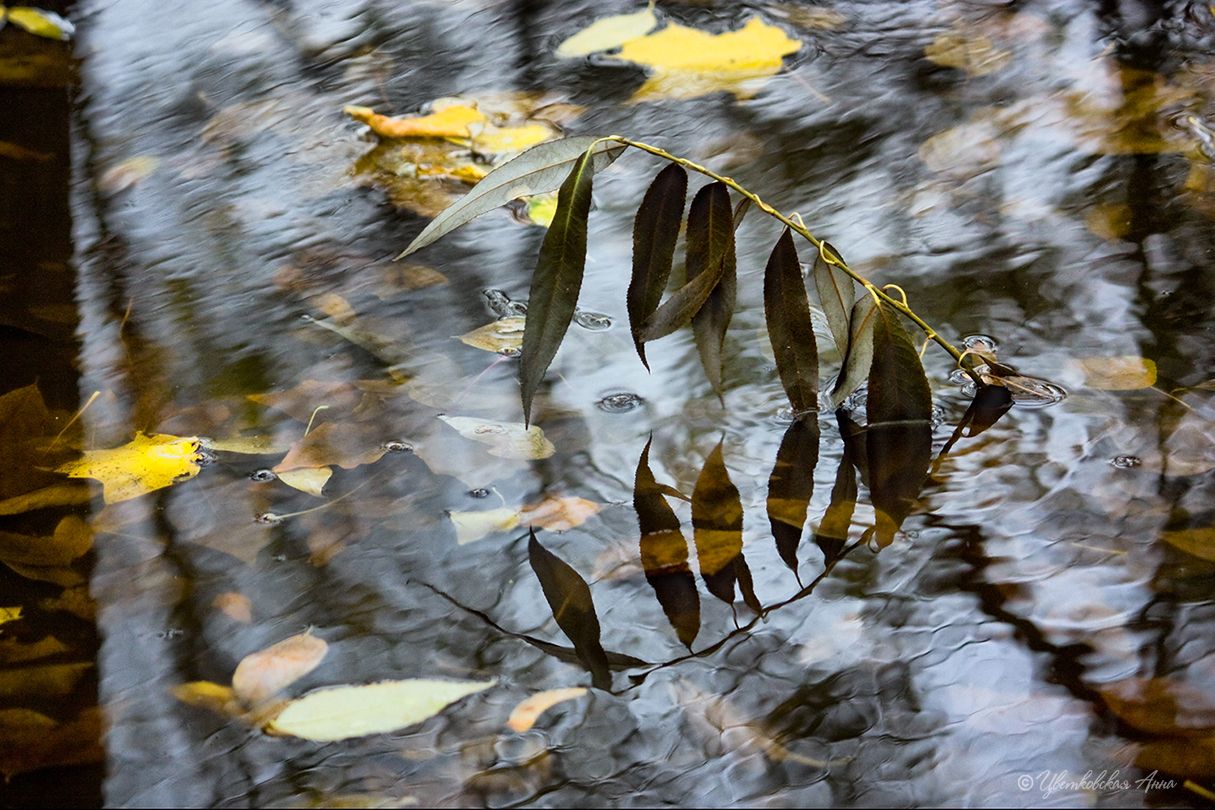осень, отражение, вода, листья, Анна Цветковская