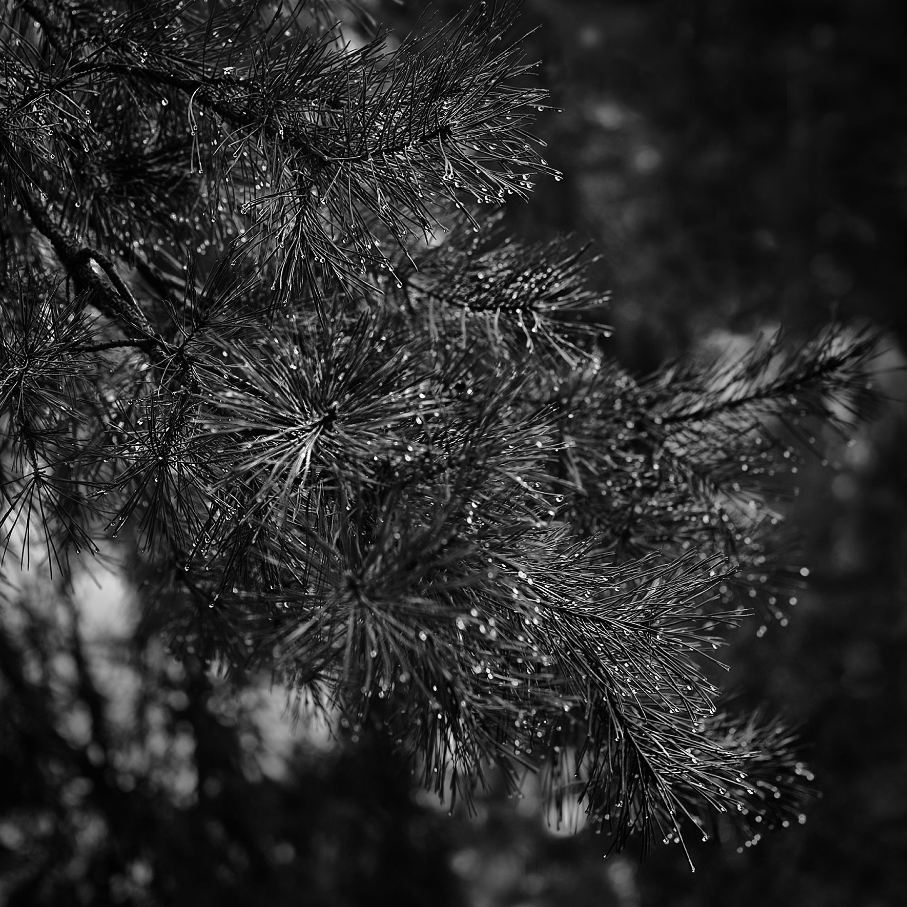 чб фото, дождь, деревья, Vera Trandina