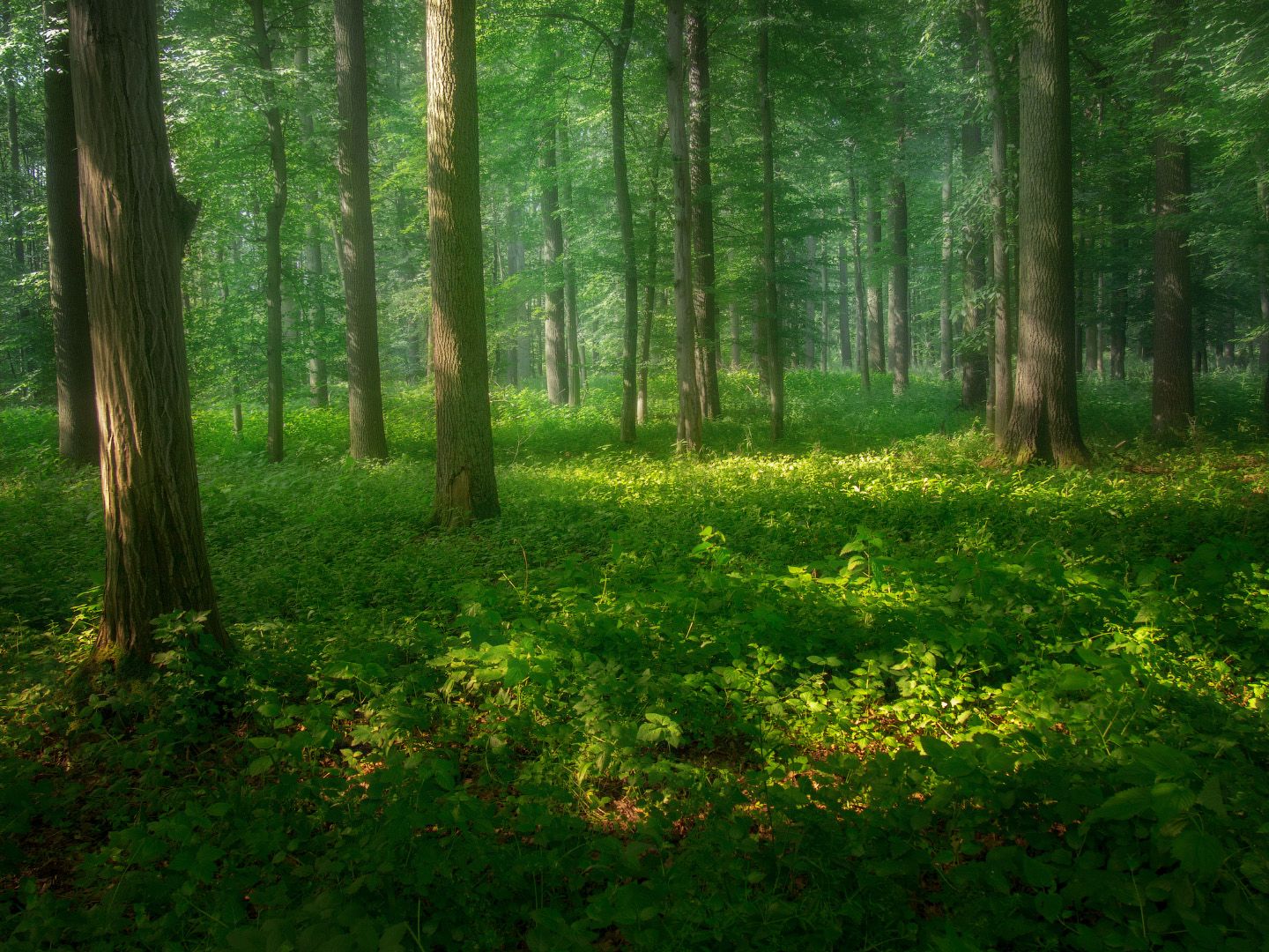 лес, свет, пейзаж, дымка, forest, light, landscape, mist, Виктор Тулбанов