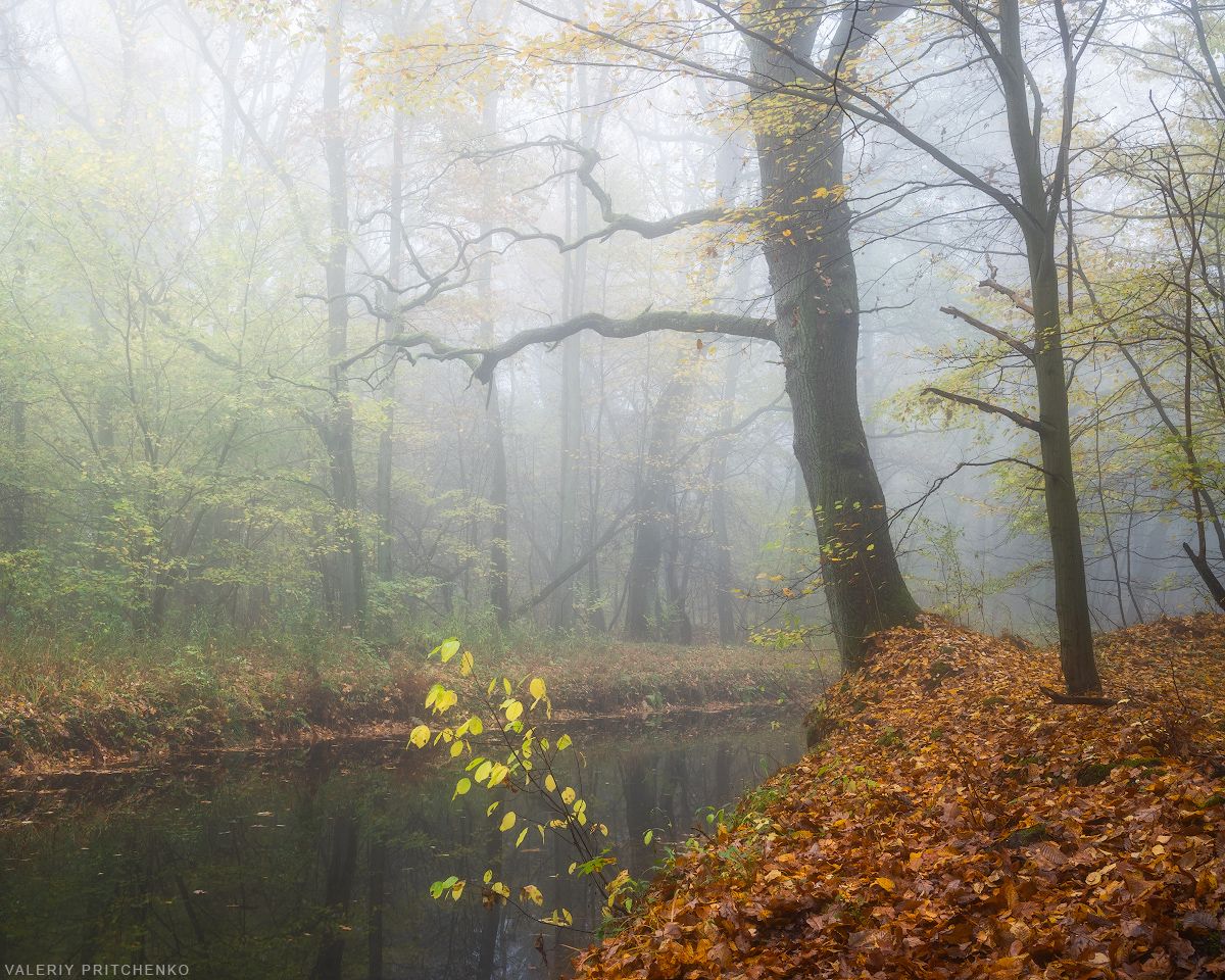 осень, природа, пейзаж, туман, autumn, nature, landscape, mist, fog, Валерий Притченко