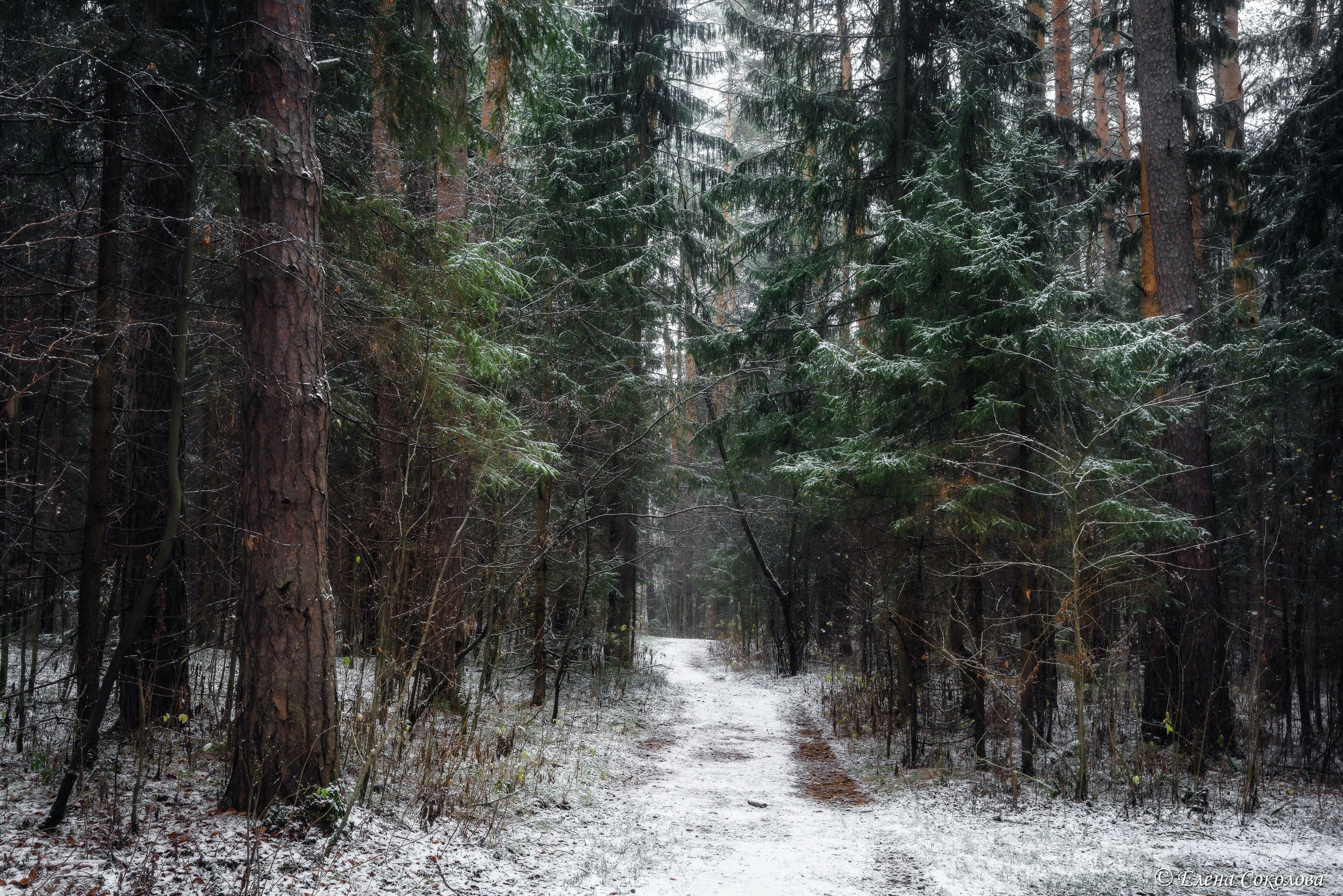 лес, снег, пейзаж, осень, Соколова Елена