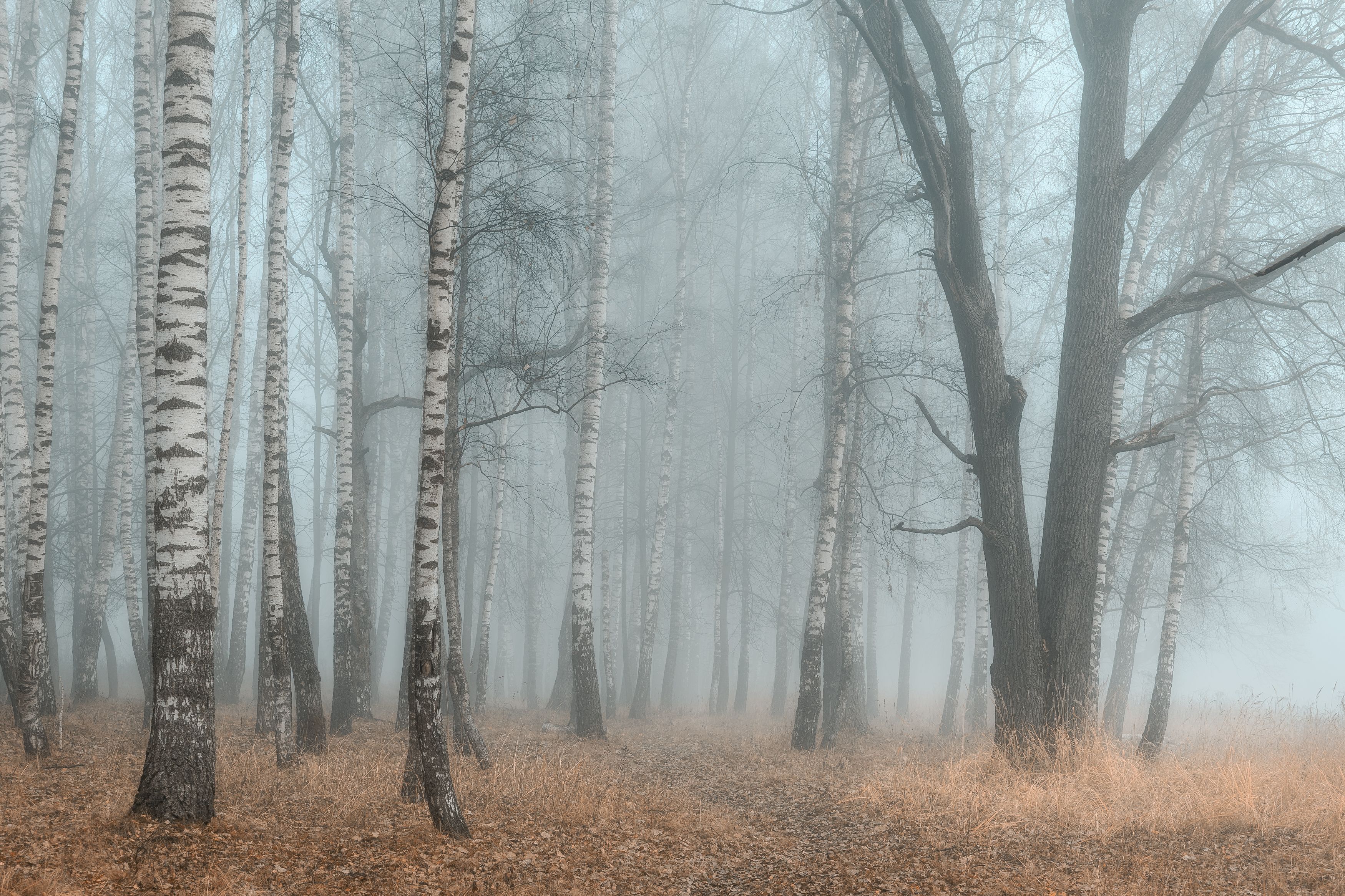 туман, осень, природа, пейзаж, поздняя осень, Мартыненко Дмитрий