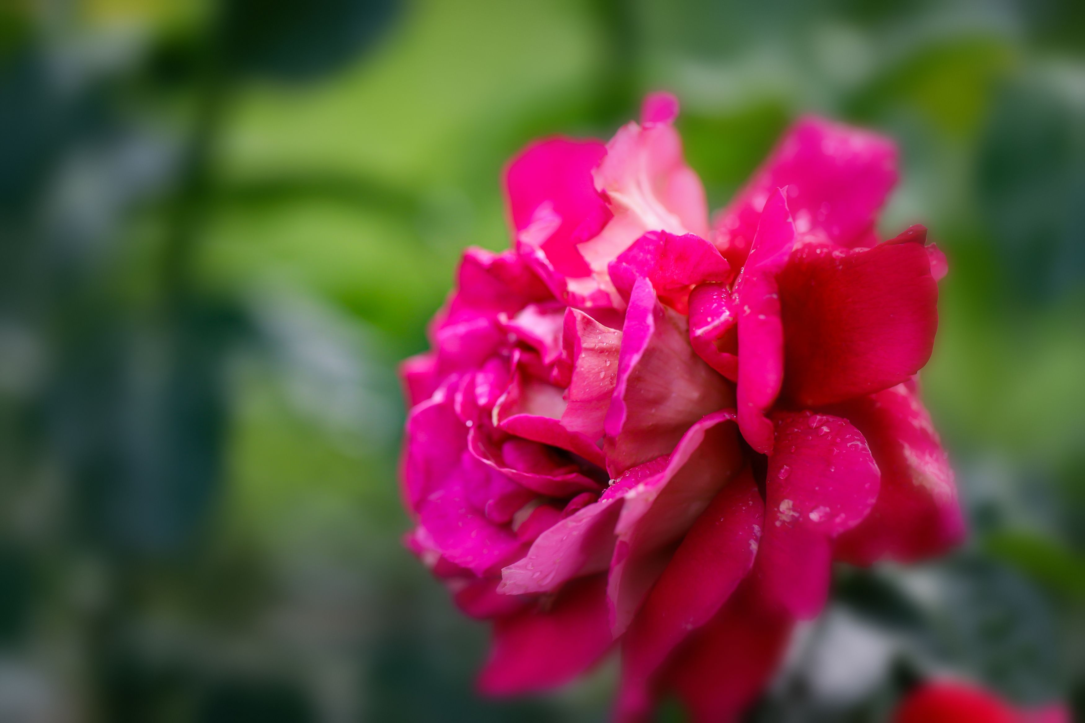 red rose, after rain, garden, close-up, DZINTRA REGINA JANSONE