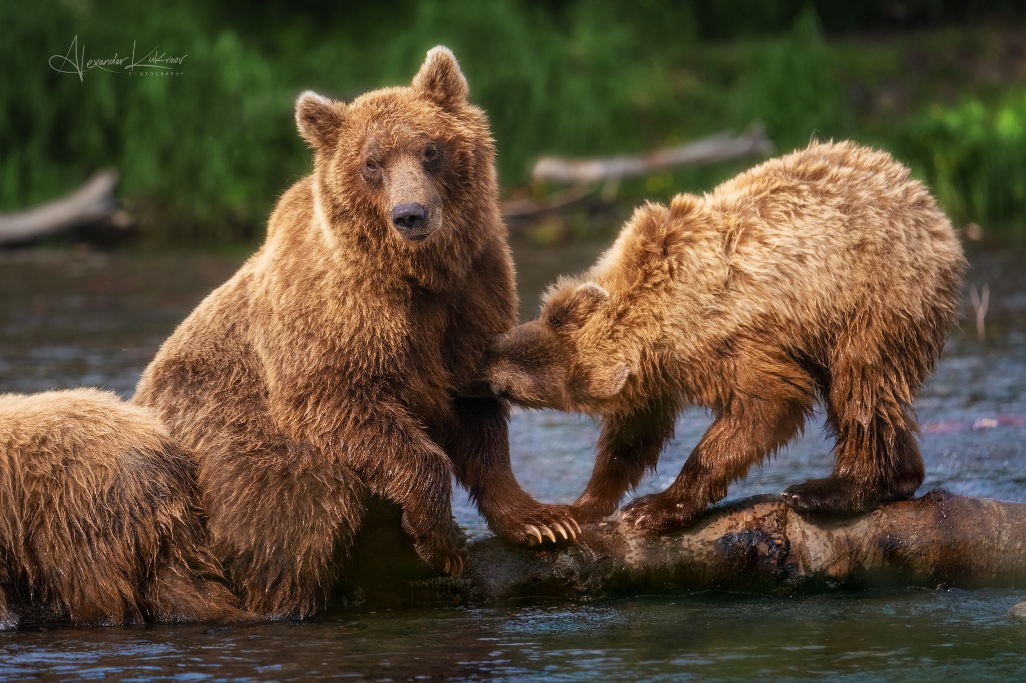 животные,медведи,медведь,медвежонок,камчатка, Александр Кукринов