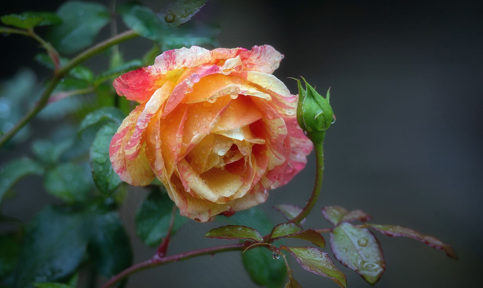 роза, цветы, бутон, Сергей Аникин