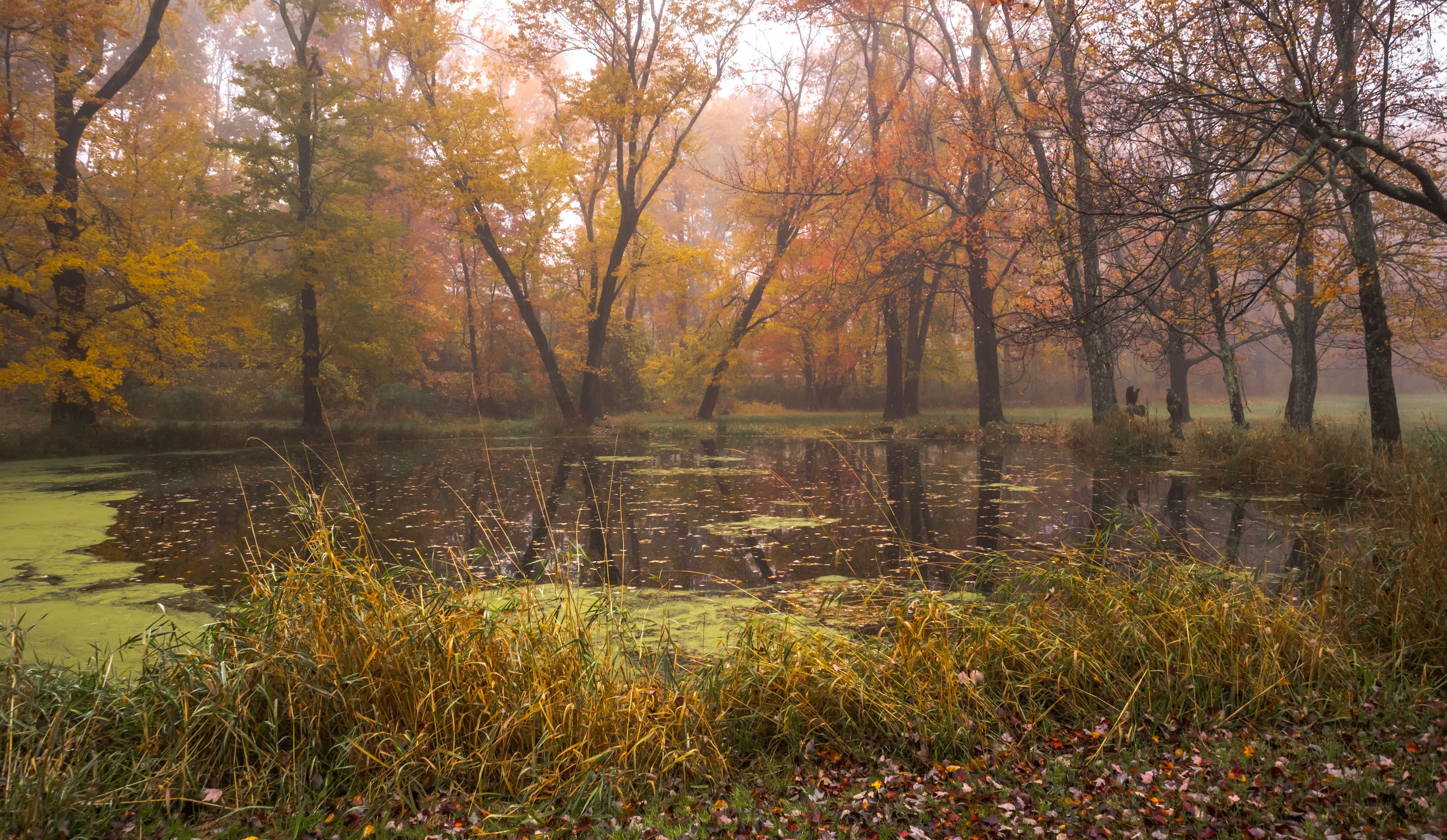 природа,осень,пейзаж,деревья,отражения,озеро,вода,листья,пруд,туман,, Антонина Яновска